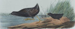Least Water-Rail: An Original 19th C. Audubon Hand-colored Bird Lithograph
