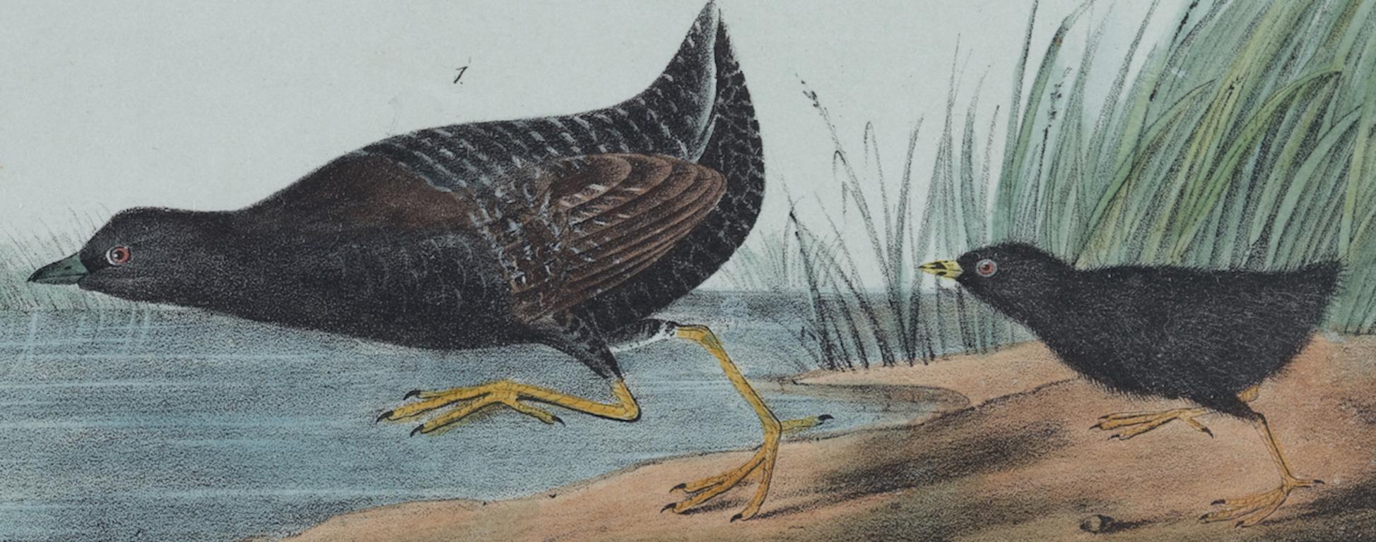 Least Water-Rail: An Original 19th C. Audubon Hand-colored Bird Lithograph  - Naturalistic Print by John James Audubon