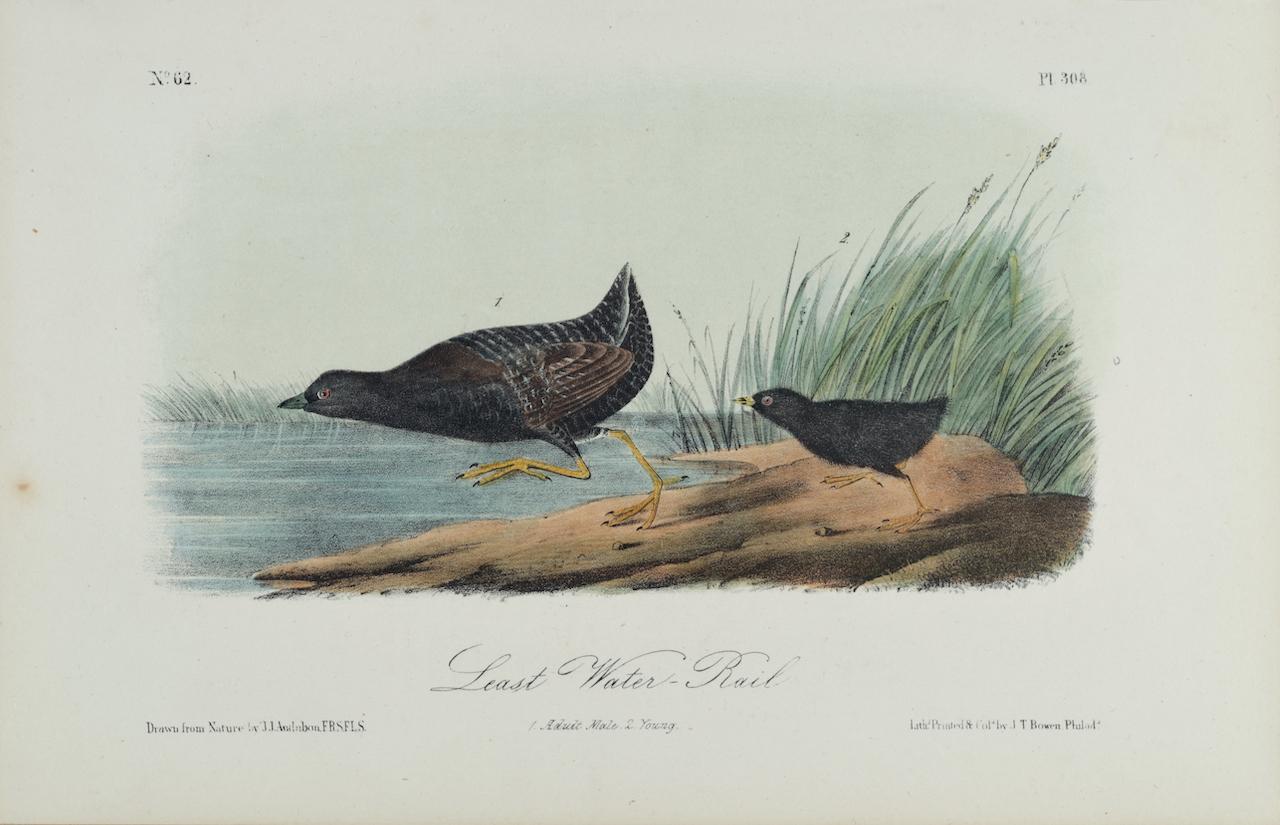 John James Audubon Animal Print - Least Water-Rail: An Original 19th C. Audubon Hand-colored Bird Lithograph 