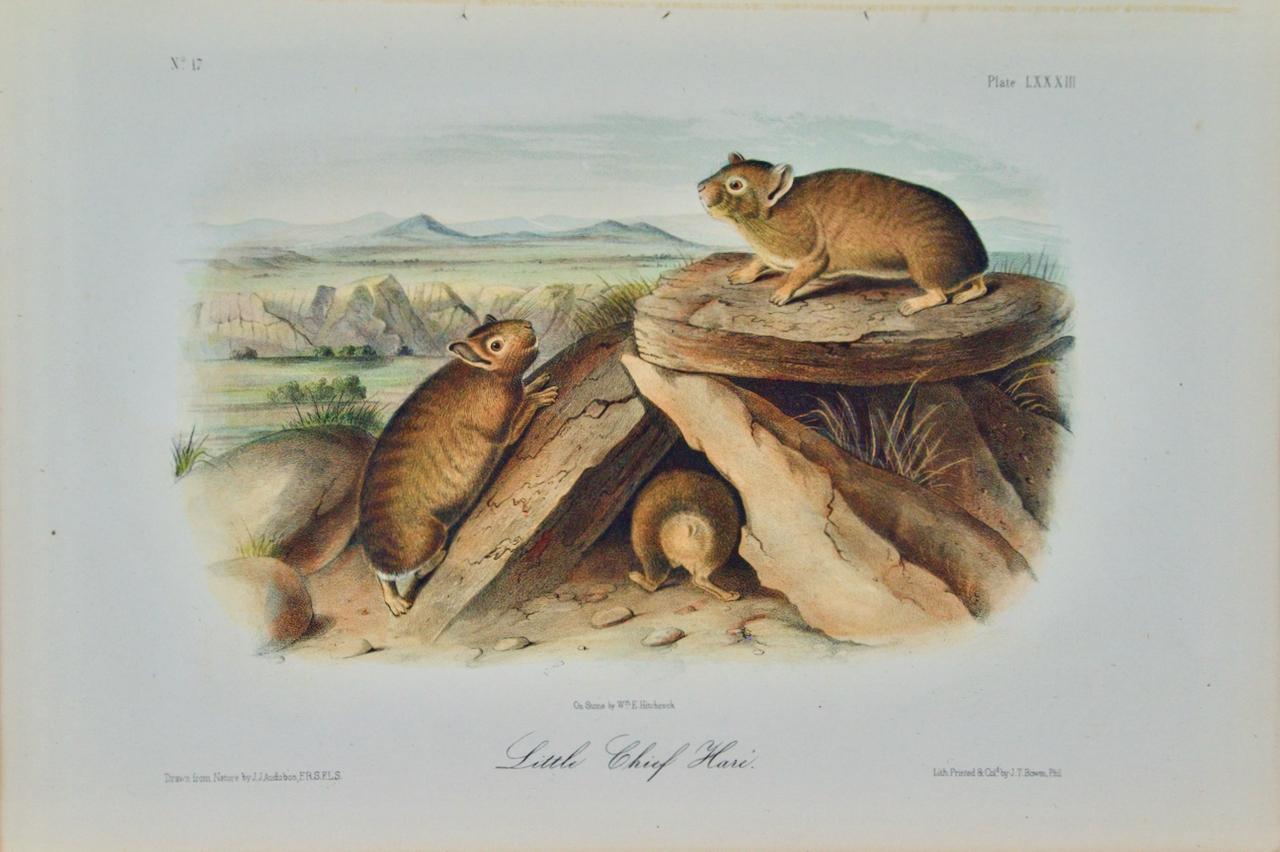 John James Audubon Landscape Print - "Little Chief Hare": An Original Audubon 19th Century Hand-colored Lithograph 