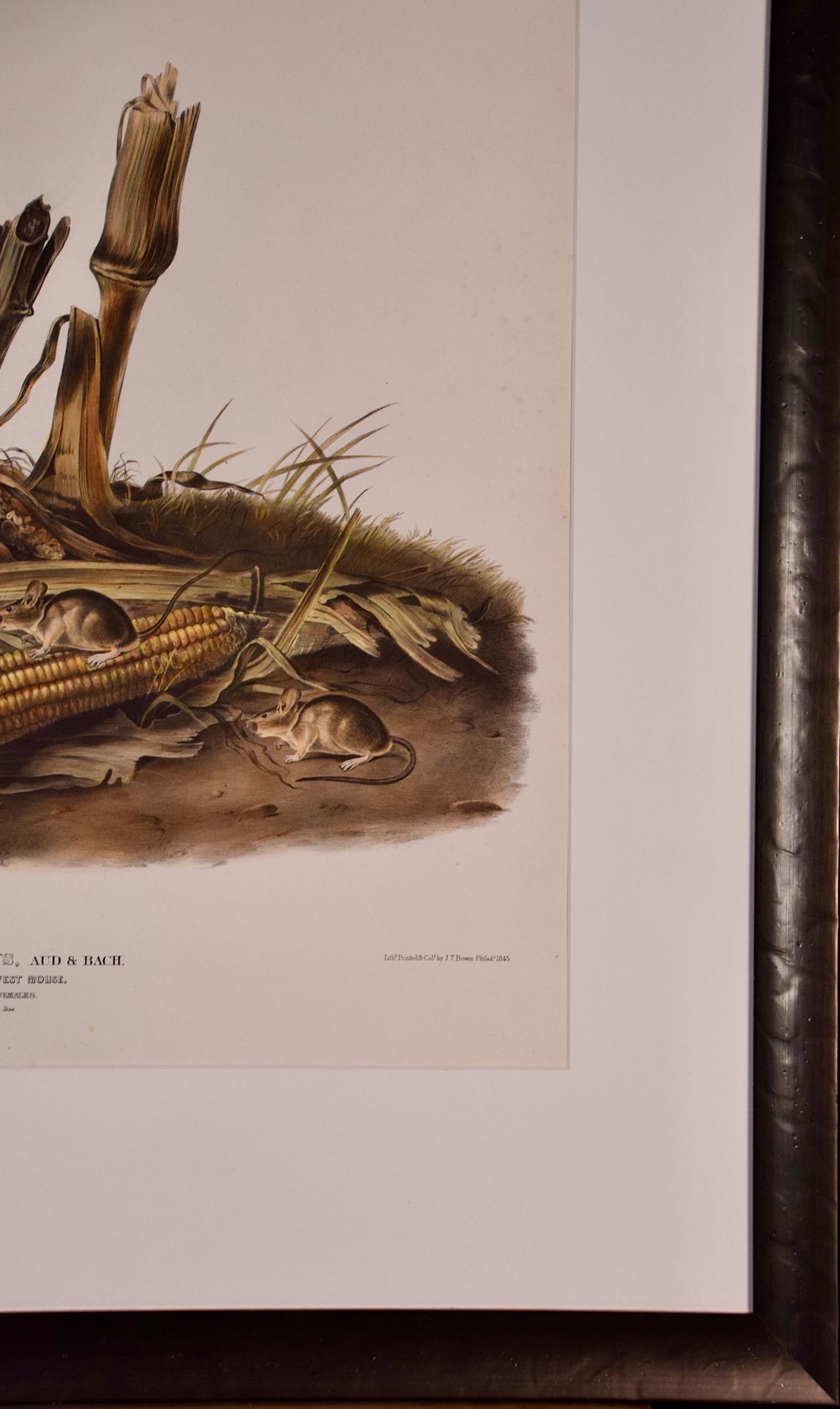 This rare original first edition Audubon hand-colored imperial folio-sized lithograph entitled 