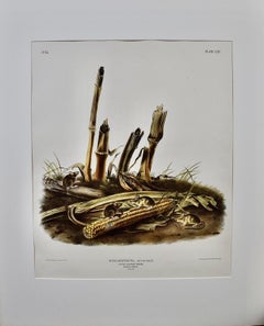 "Little Harvest Mouse": A Framed Original Audubon Hand-colored Folio Lithograph
