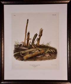 "Little Harvest Mouse": A Framed Original Audubon Hand-coloured Folio Lithograph 