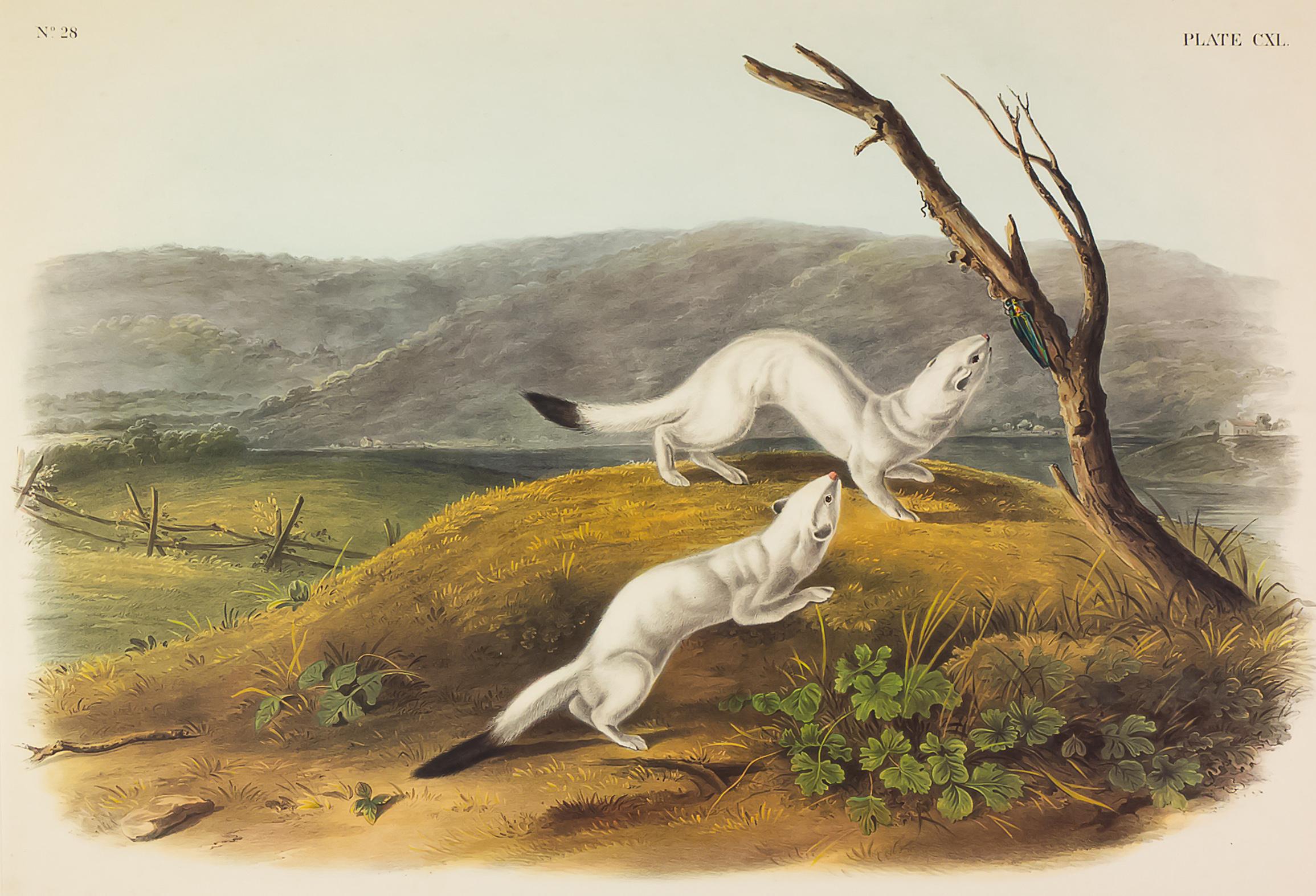 Little Nimble Weasel - Print by John James Audubon