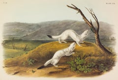 Little Nimble Weasel