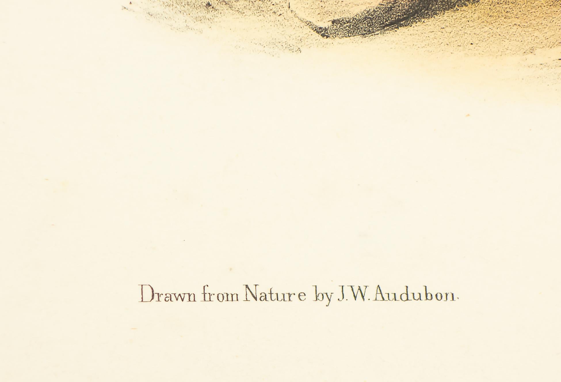 Little Nimble Weasel - Realist Print by John James Audubon