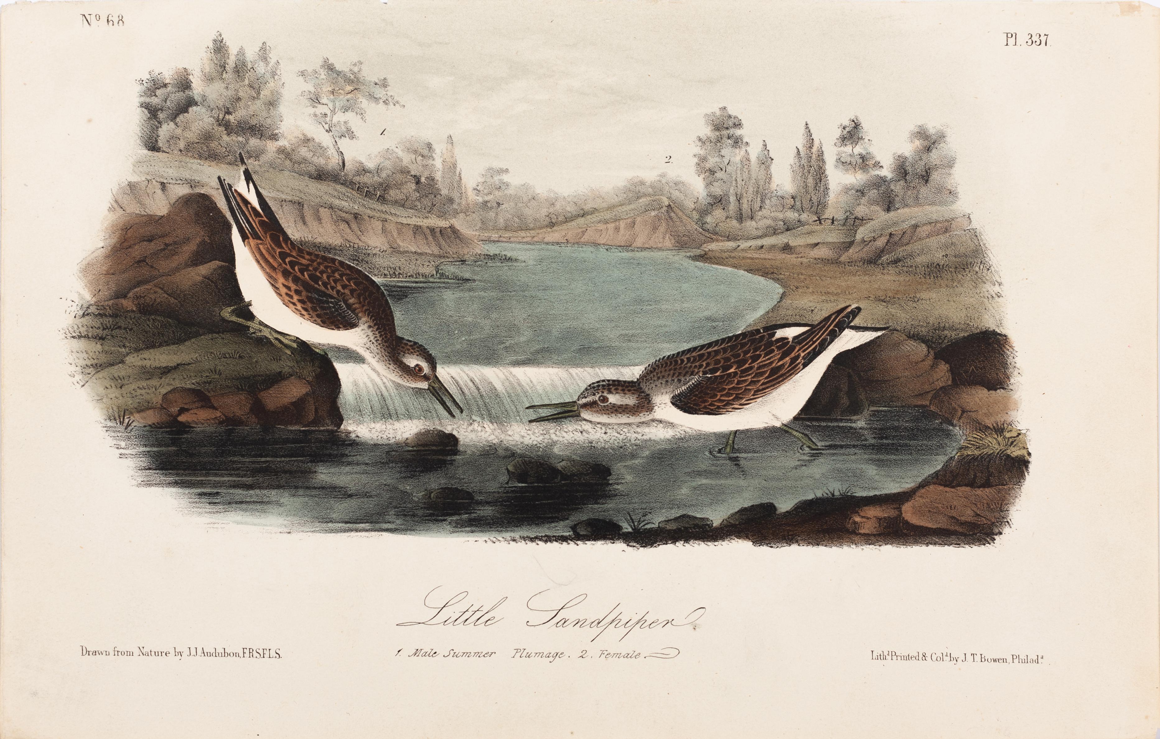 John James Audubon Animal Print – Zwergstrandläufer