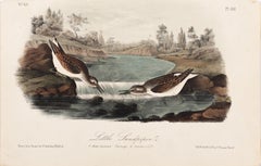 Antique Little Sandpiper