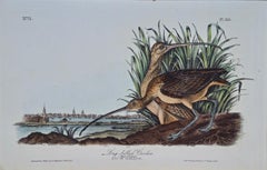 Oiseau curlew à longues branches : Lithographie originale d'Audubon colorée à la main 