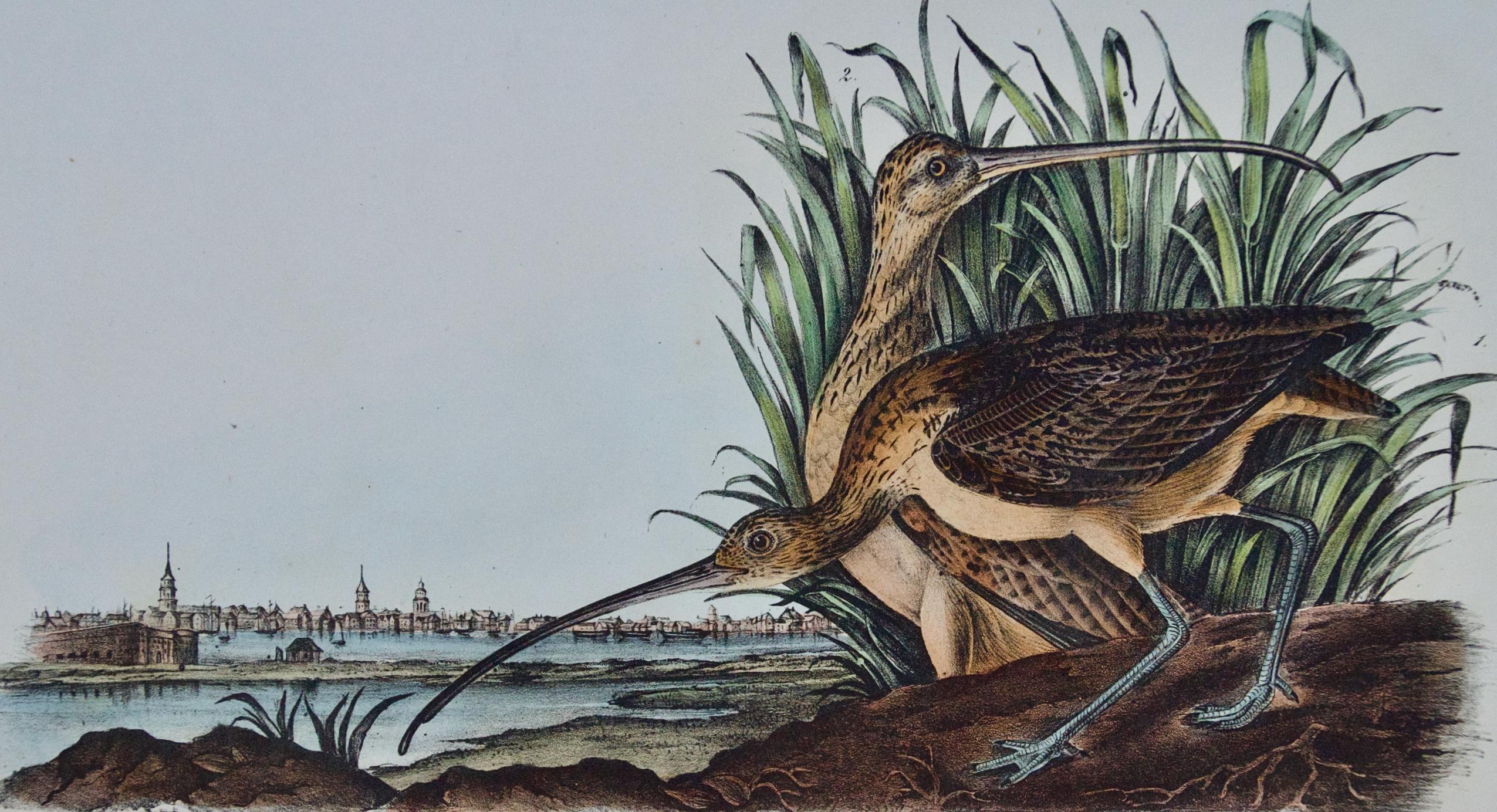 Oiseau curlew à longues branches : Lithographie originale d'Audubon colorée à la main - Print de John James Audubon
