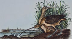 Curlew Bird and Charleston, SC: Original 1st Ed. Audubon Hand-colored Lithograph