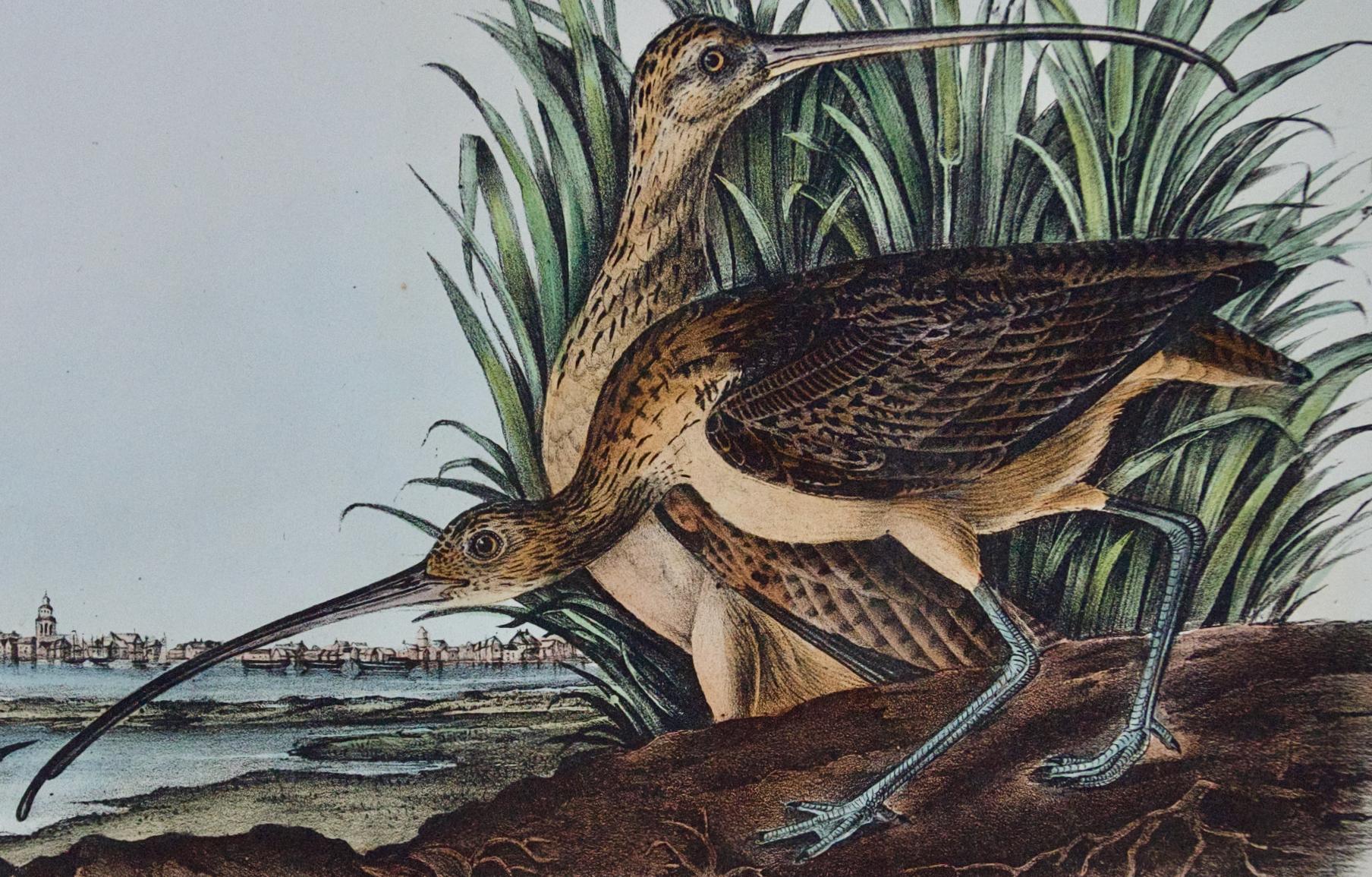 Oiseau curlew à longues branches : Lithographie originale d'Audubon colorée à la main - Naturalisme Print par John James Audubon