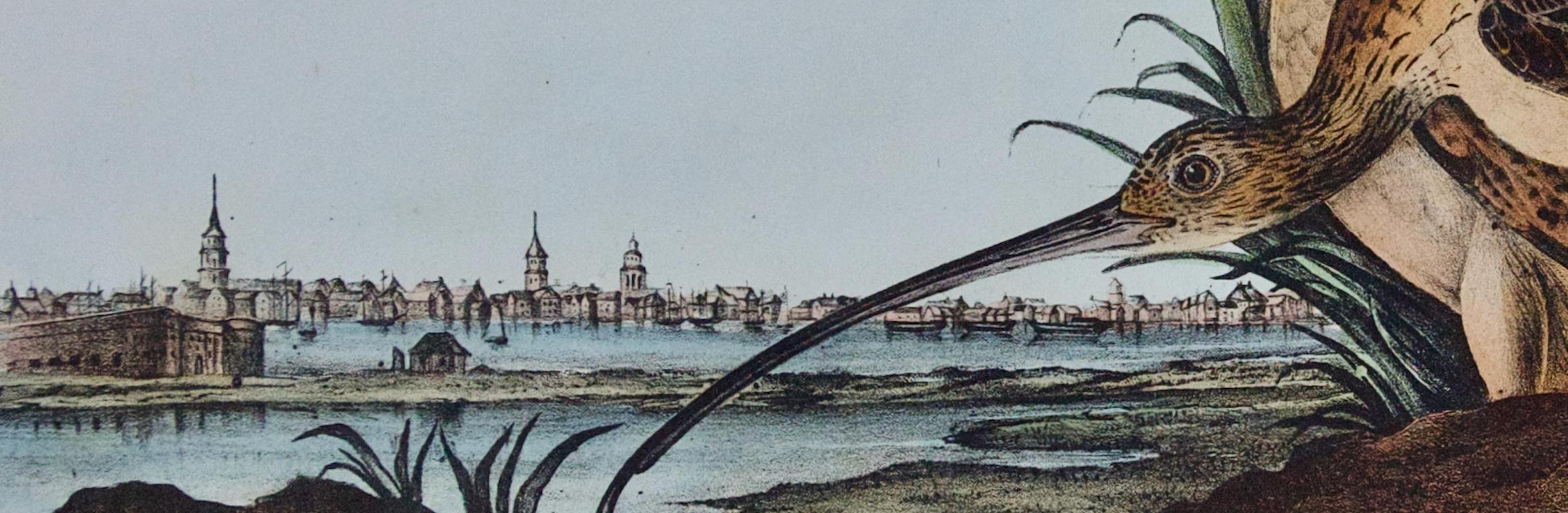 Oiseau curlew à longues branches : Lithographie originale d'Audubon colorée à la main - Gris Landscape Print par John James Audubon