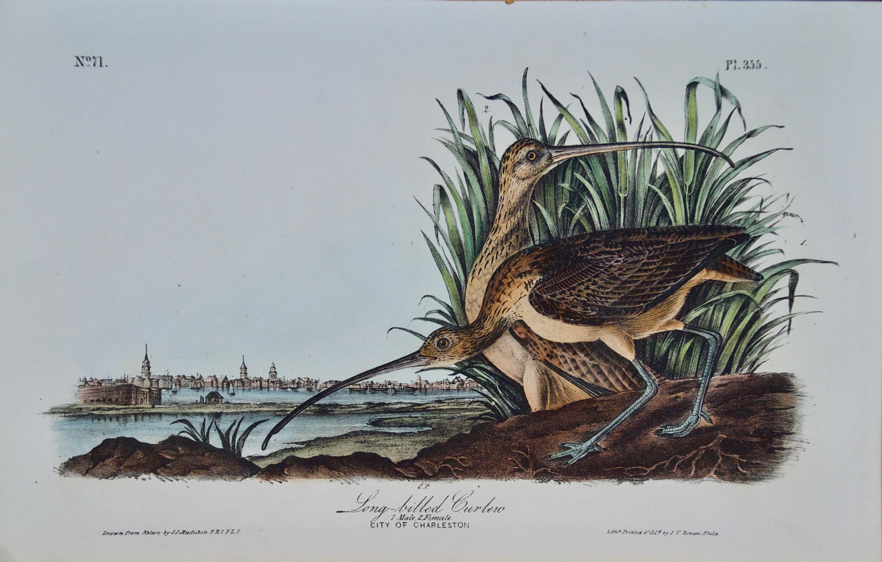 Curlew Bird and Charleston, SC: Original 1st Ed. Audubon Hand-colored Lithograph