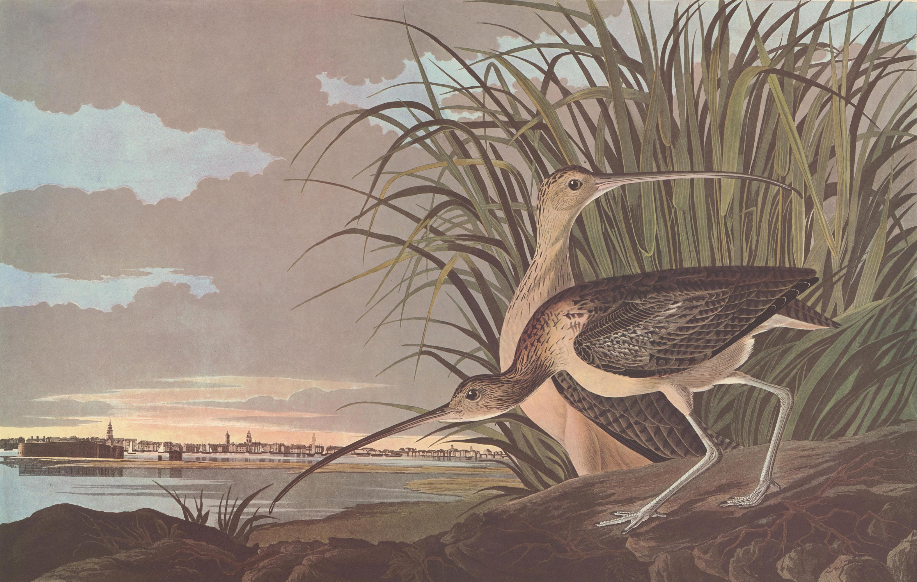 Long-Billed Curlew after John James Audubon, Amsterdam Edition For Sale 1