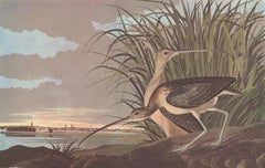 Long-Billed Curlew after John James Audubon, Amsterdam Edition