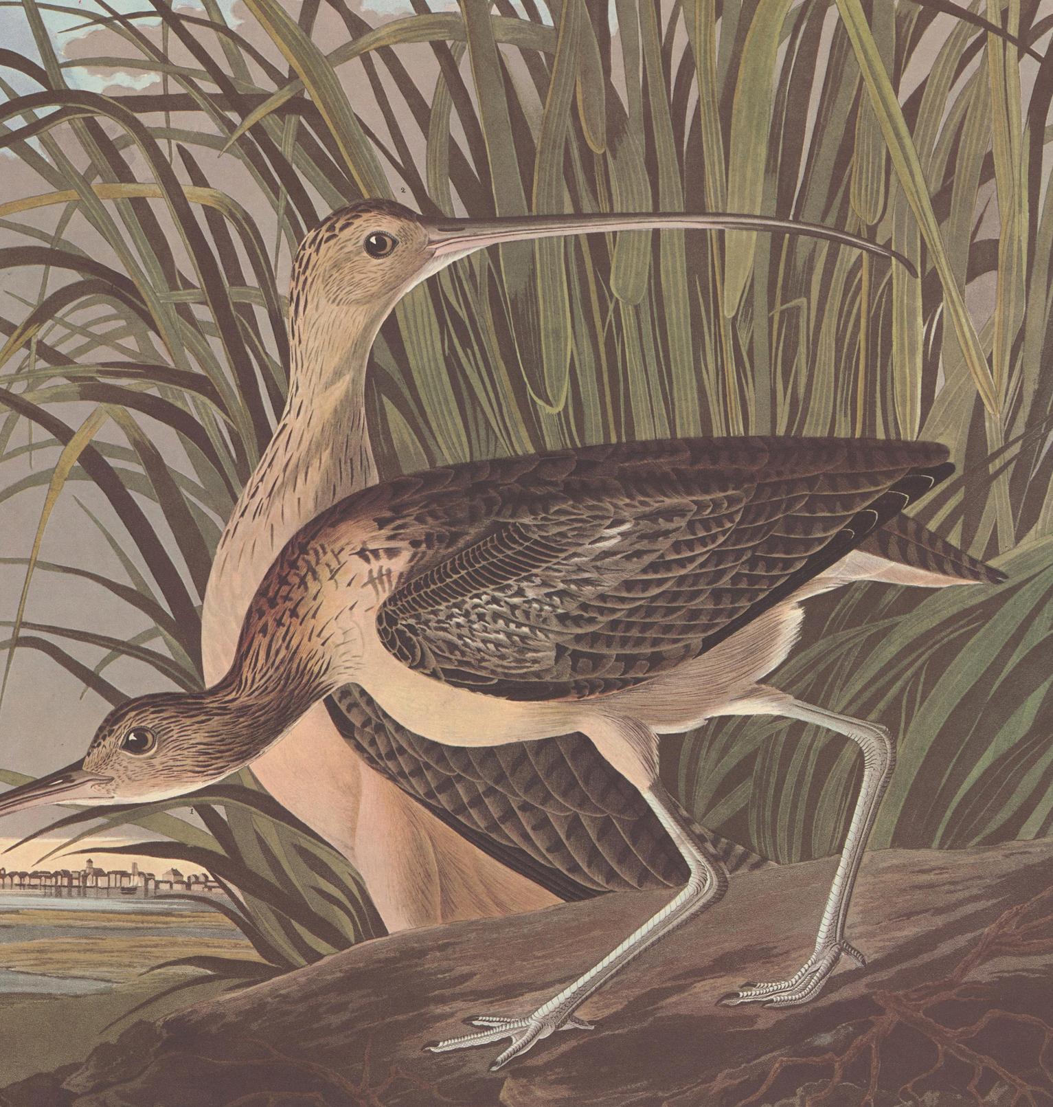Long-Billed Curlew after John James Audubon, Amsterdam Edition For Sale 2
