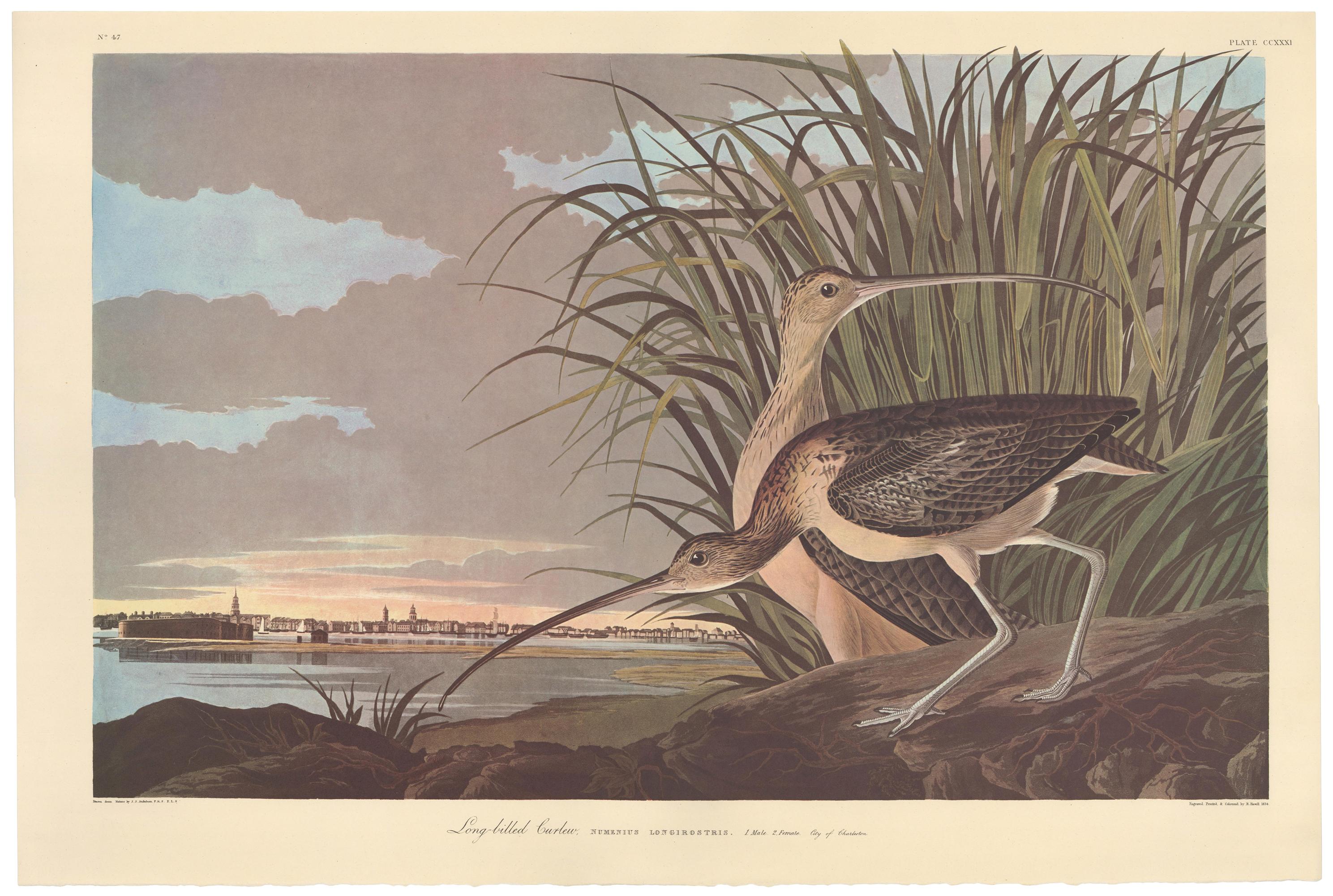Plate CCXXXI, Long-billed Curlew, posthumous reproduction after John James Audubon from The Birds of America, the Amsterdam Edition, printed in Amsterdam, 1971-73. Original multicolored photo-offset print. "G Schut and Zonen" watermark at lower edge