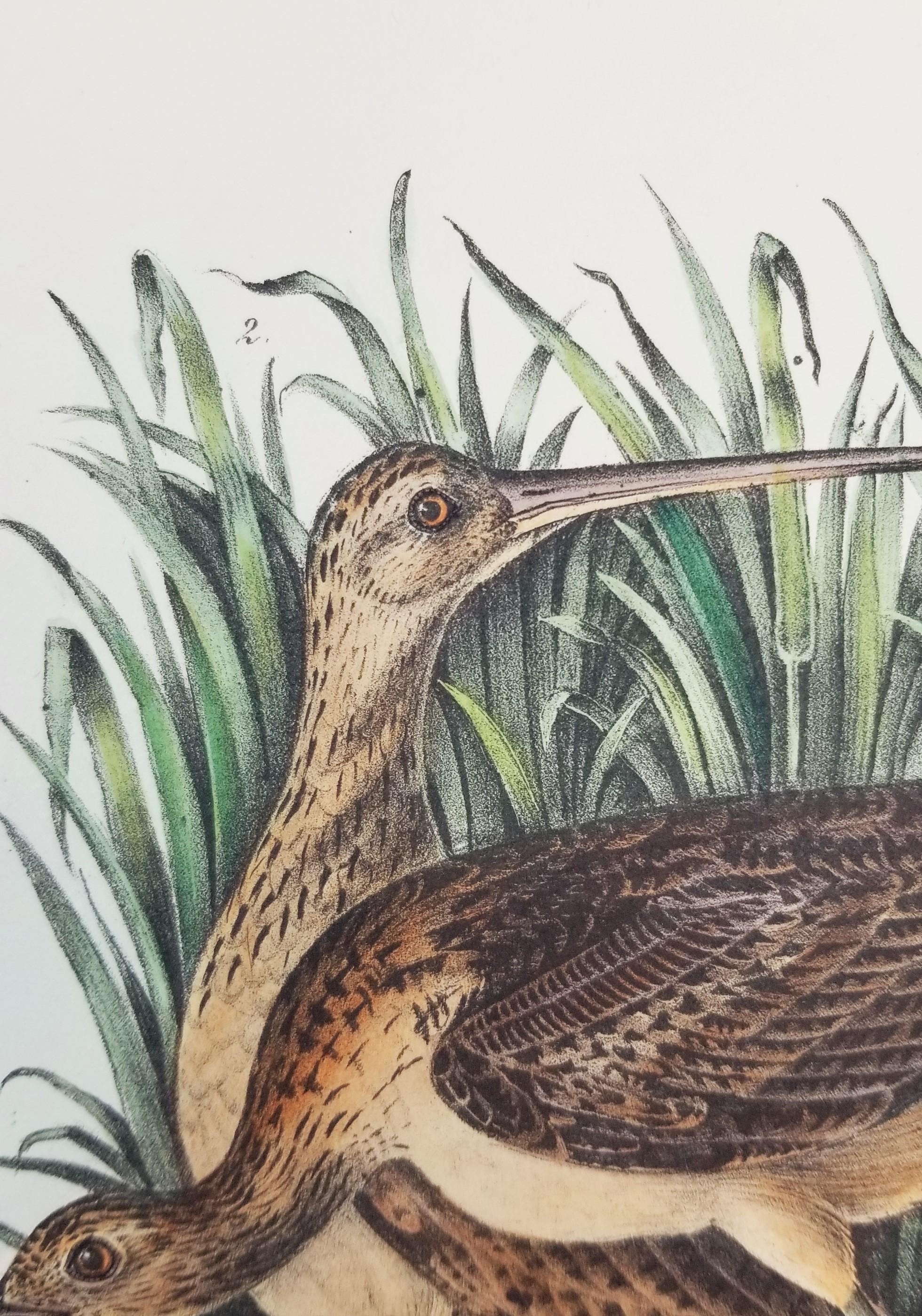 Long-billed Curlew (City of Charleston) /// Ornithology John James Audubon Bird For Sale 9