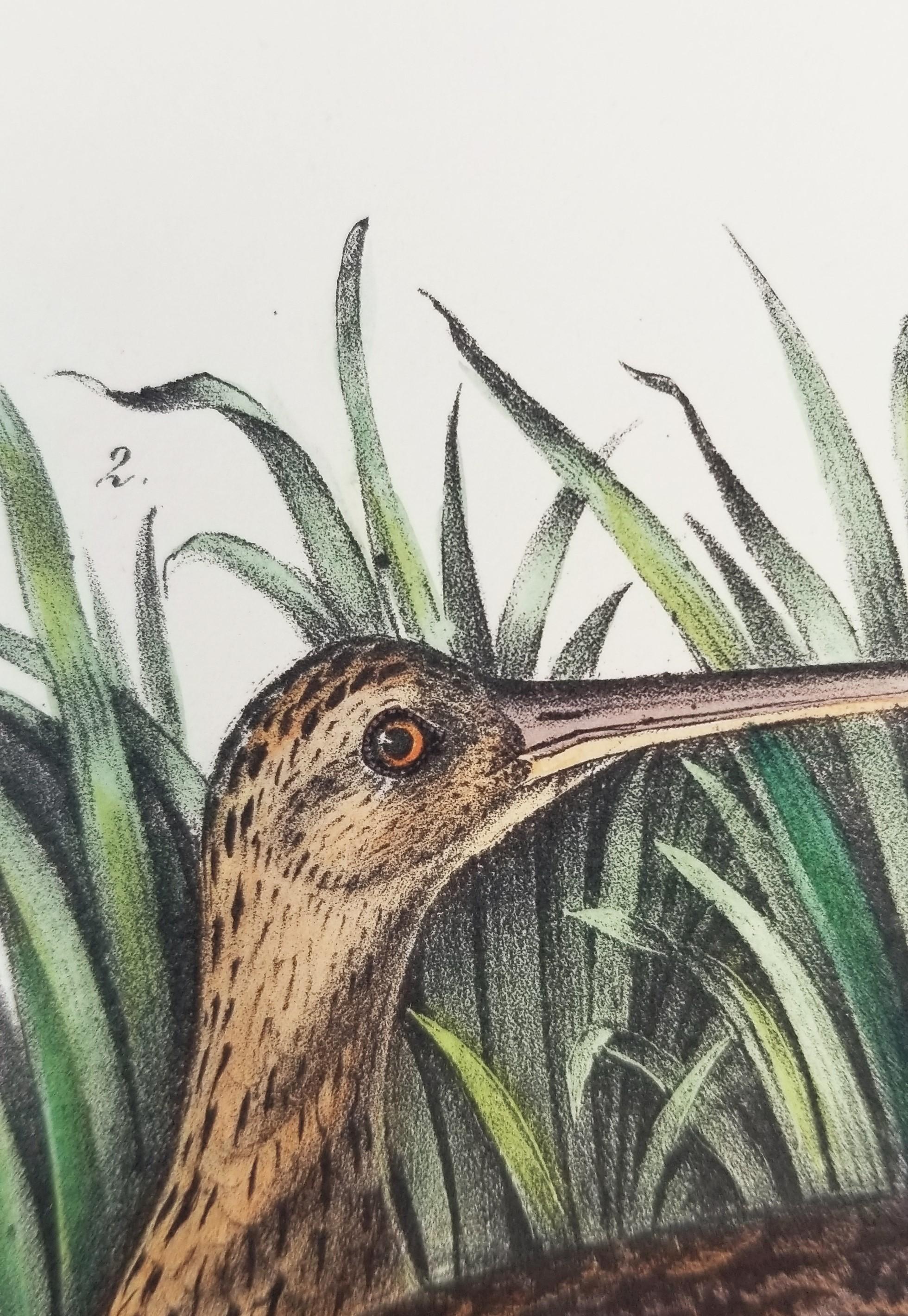 Long-billed Curlew (Stadt Charleston) /// Ornithologie John James Audubon Vogel  im Angebot 9