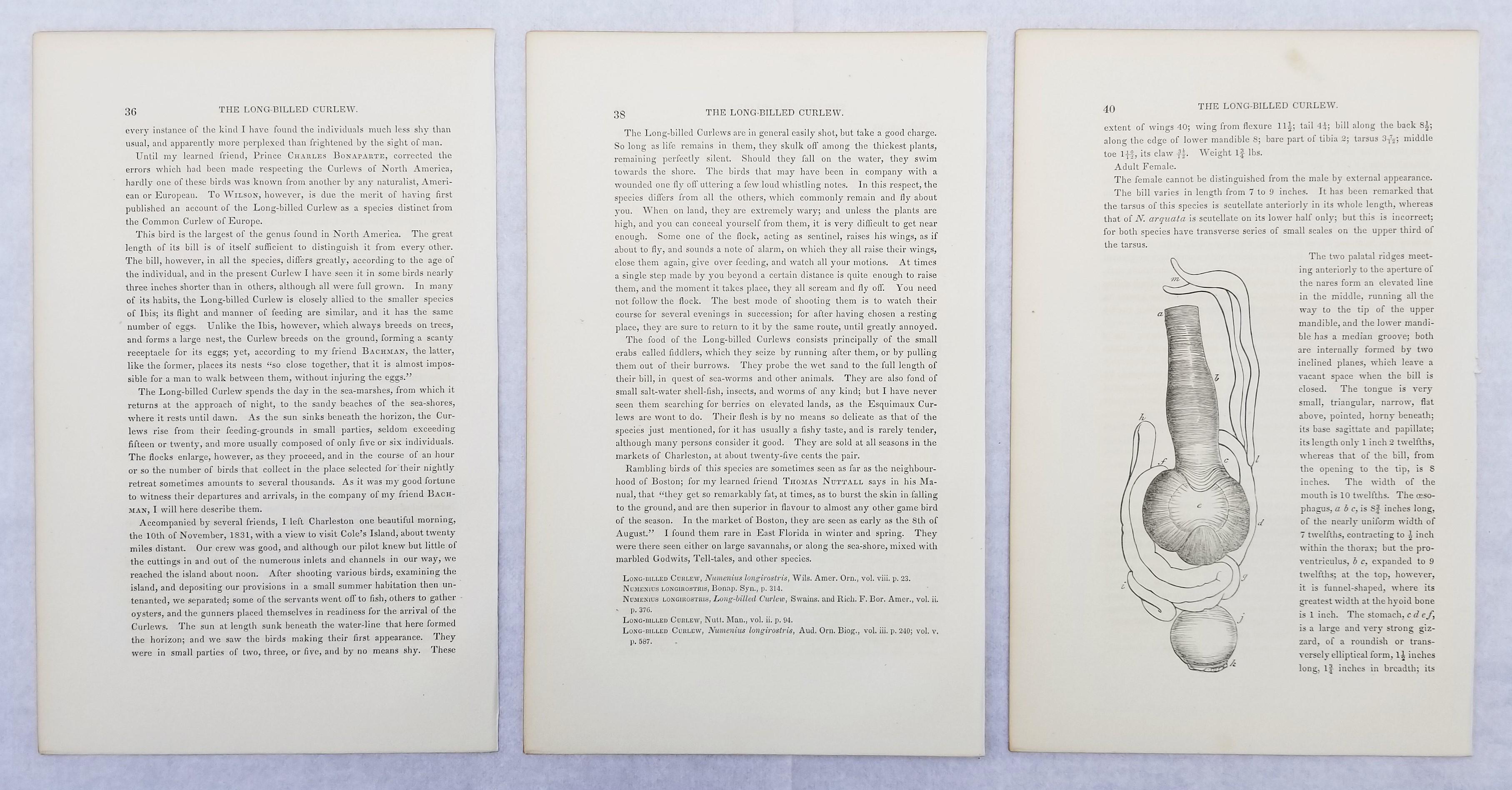 Long-billed Curlew (City of Charleston) /// Ornithology John James Audubon Bird For Sale 15