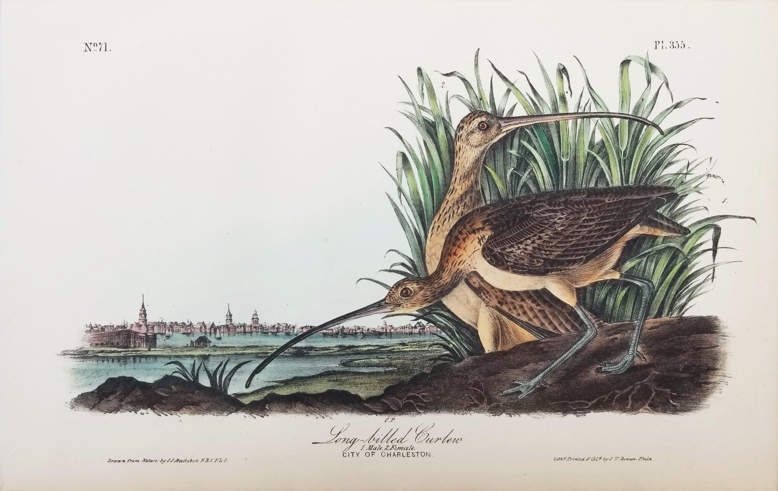 Long-billed Curlew (City of Charleston) /// Ornithology John James Audubon Bird  For Sale 1