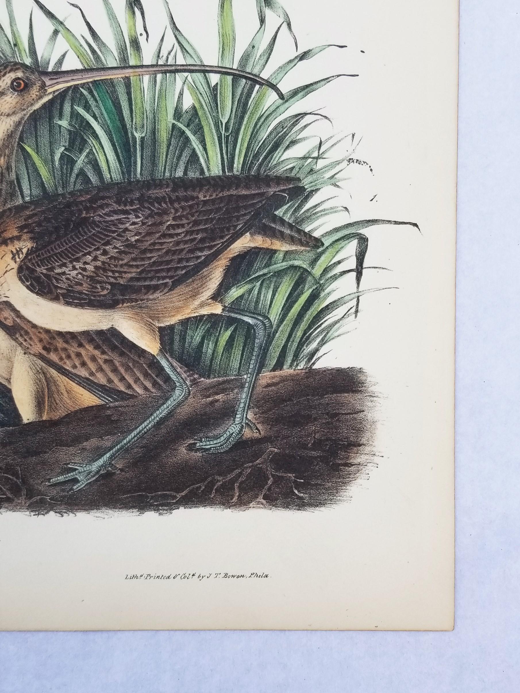 Long-billed Curlew (Stadt Charleston) /// Ornithologie John James Audubon Vogel  im Angebot 5