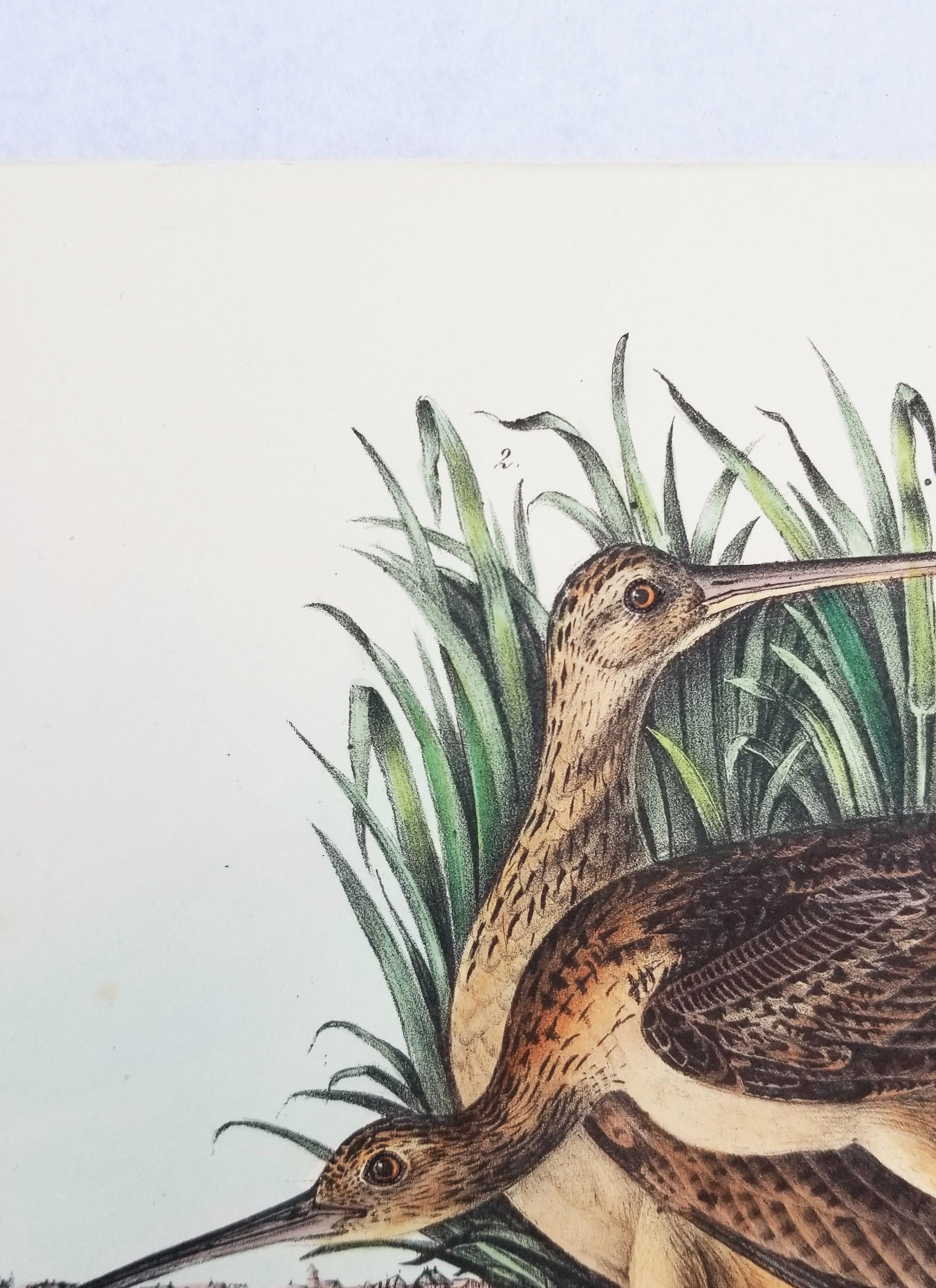 Long-billed Curlew (City of Charleston) /// Ornithology John James Audubon Bird For Sale 7