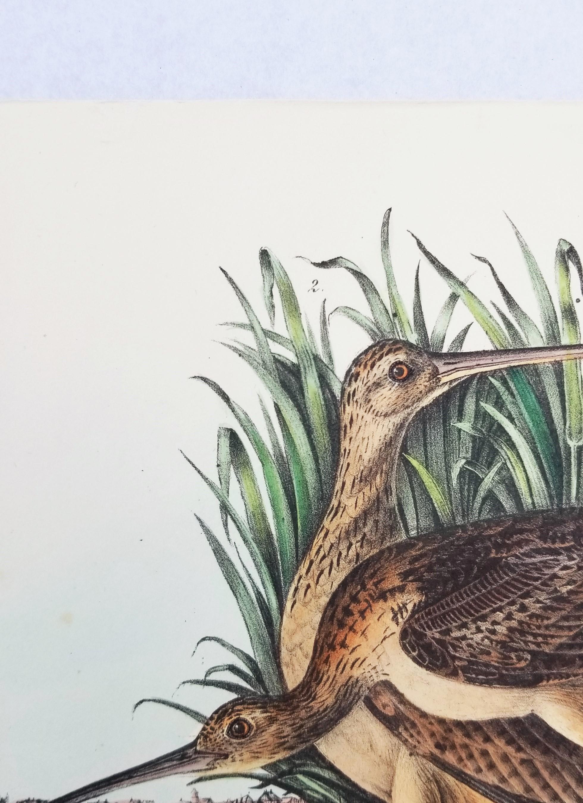 Long-billed Curlew (Stadt Charleston) /// Ornithologie John James Audubon Vogel  im Angebot 6