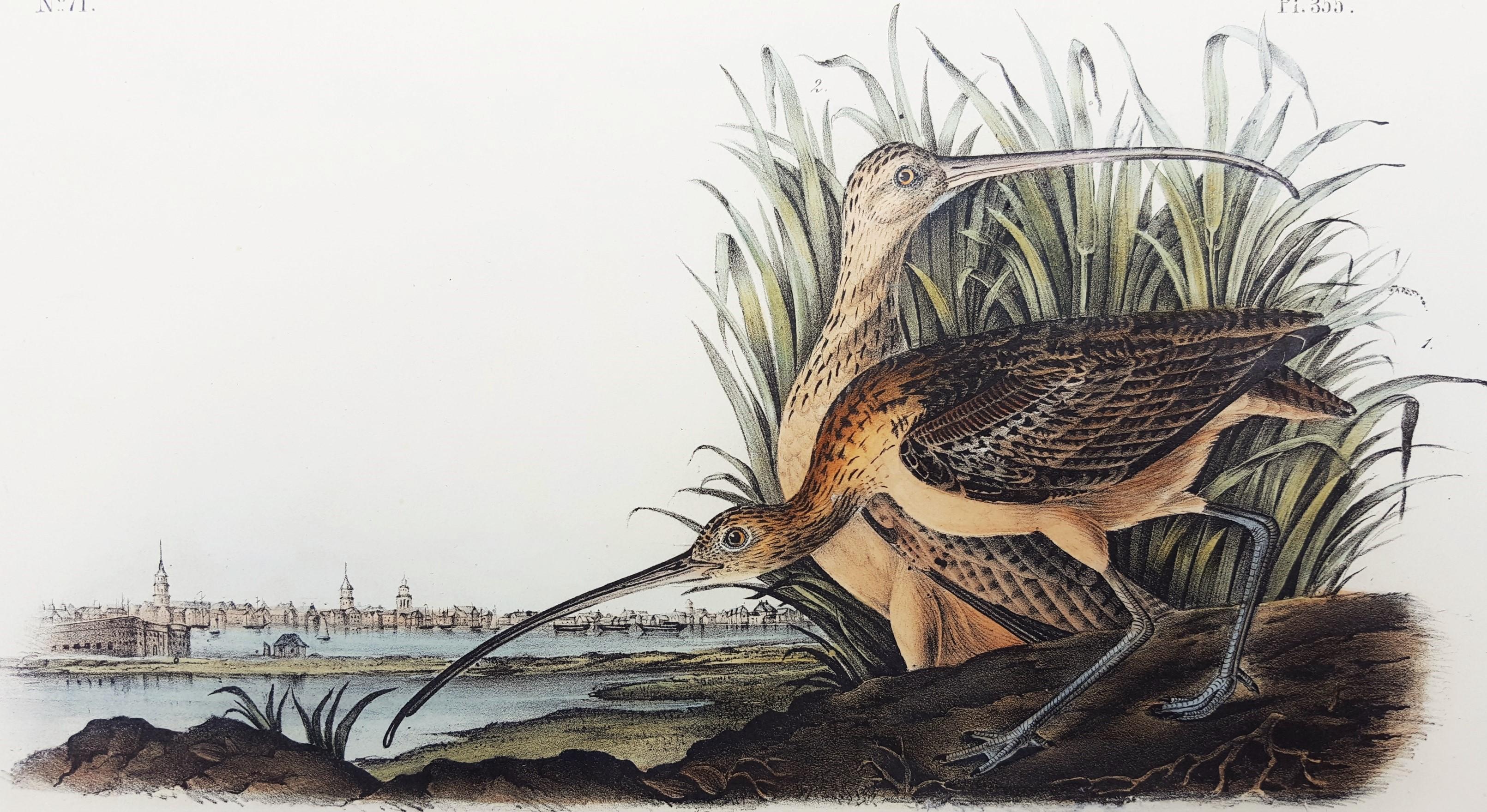 Long-billed Curlew (City of Charleston)