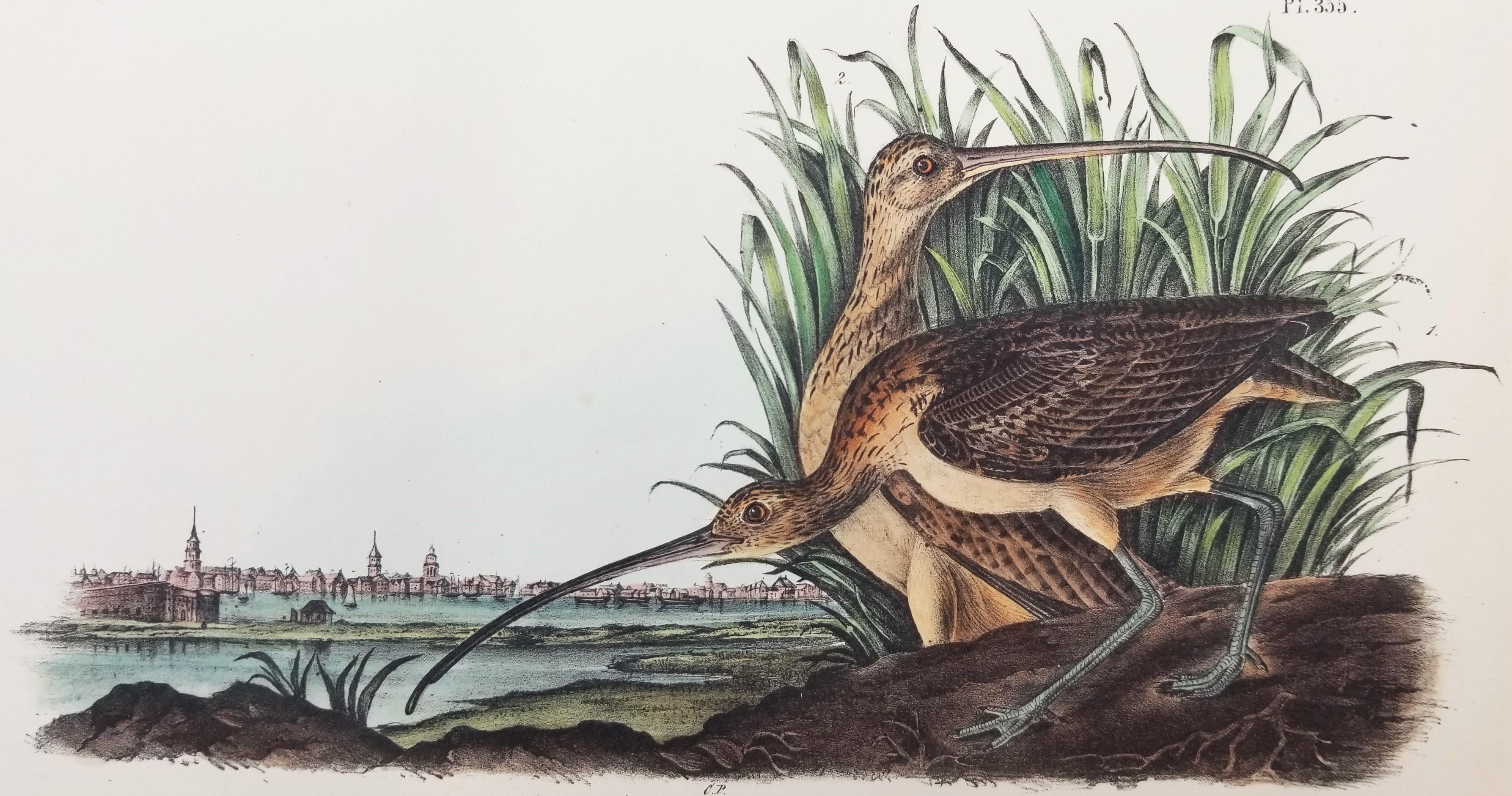 Long-billed Curlew (Stadt Charleston) /// Ornithologie John James Audubon Vogel 