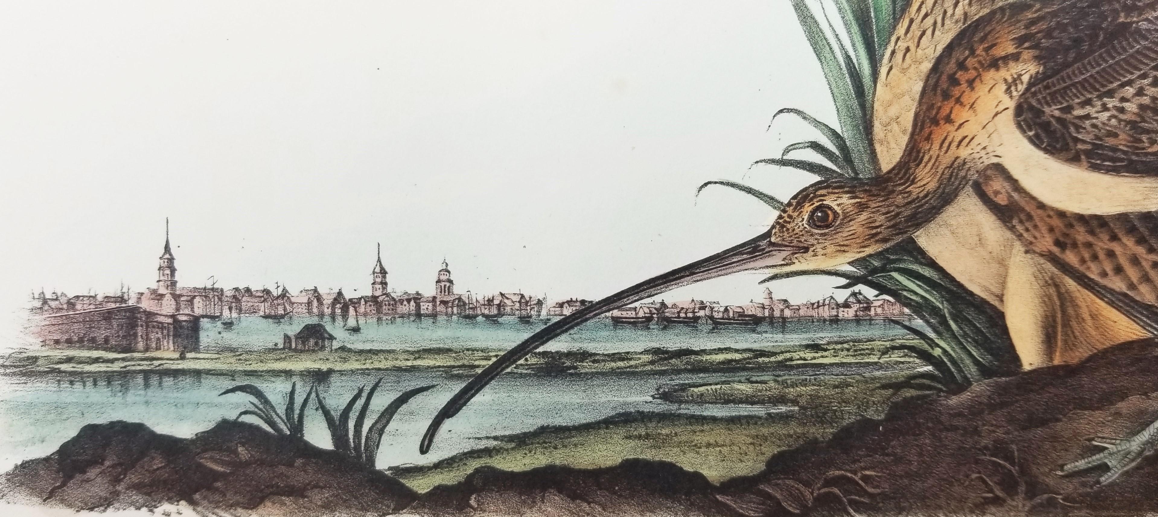 Courlis à long bec (Ville de Charleston) /// Ornithologie Oiseau de John James Audubon en vente 11