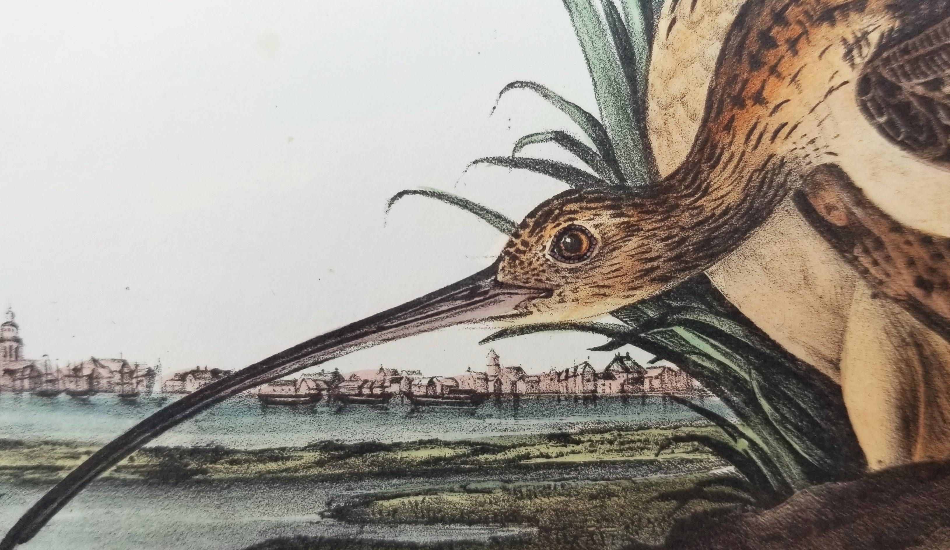 Courlis à long bec (Ville de Charleston) /// Ornithologie Oiseau de John James Audubon en vente 12