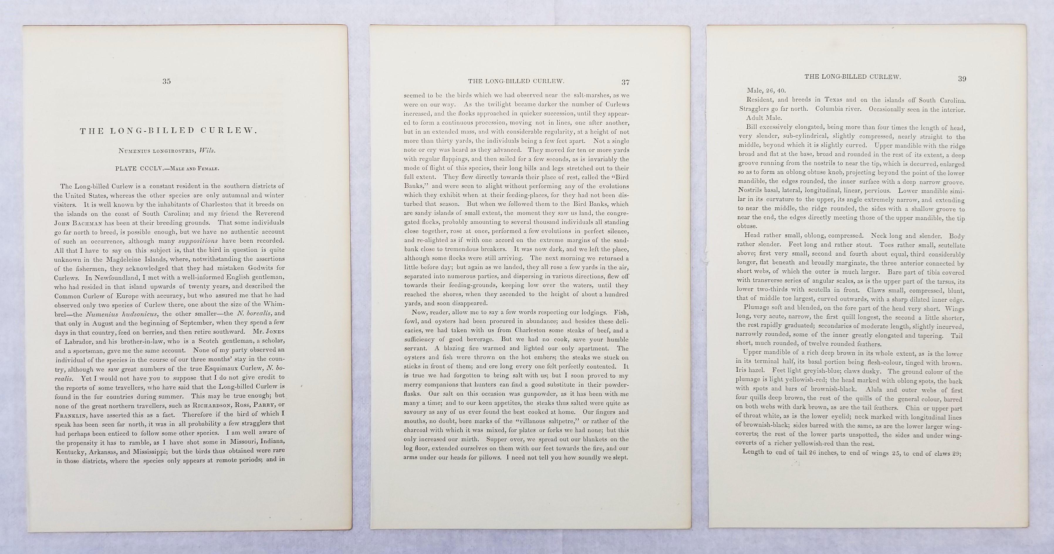 Courlis à long bec (Ville de Charleston) /// Ornithologie Oiseau de John James Audubon en vente 14