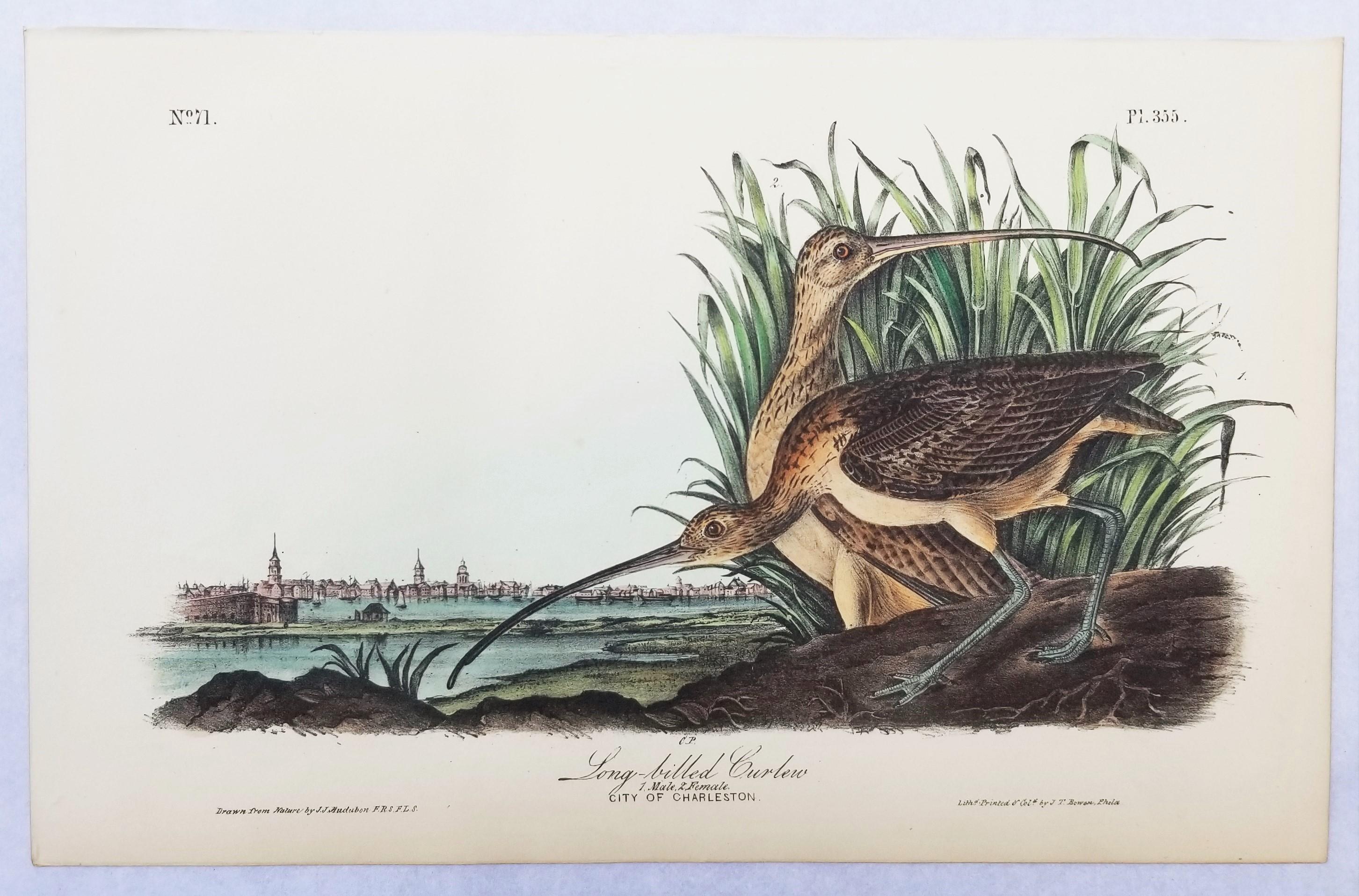 Courlis à long bec (Ville de Charleston) /// Ornithologie Oiseau de John James Audubon en vente 2