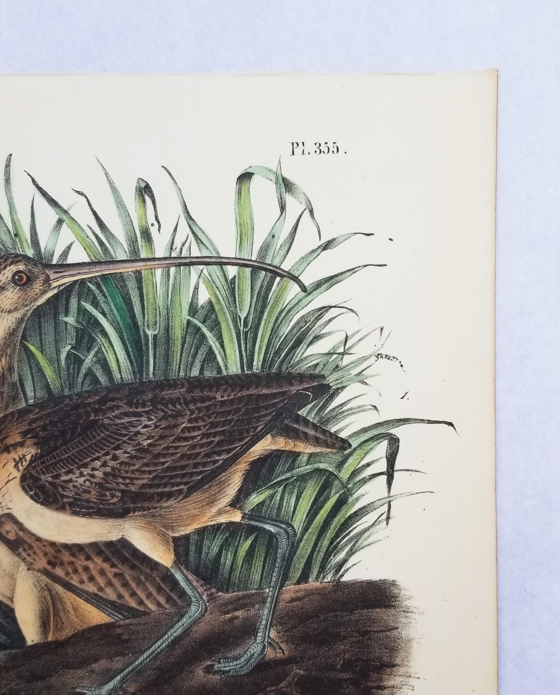 Courlis à long bec (Ville de Charleston) /// Ornithologie Oiseau de John James Audubon en vente 5