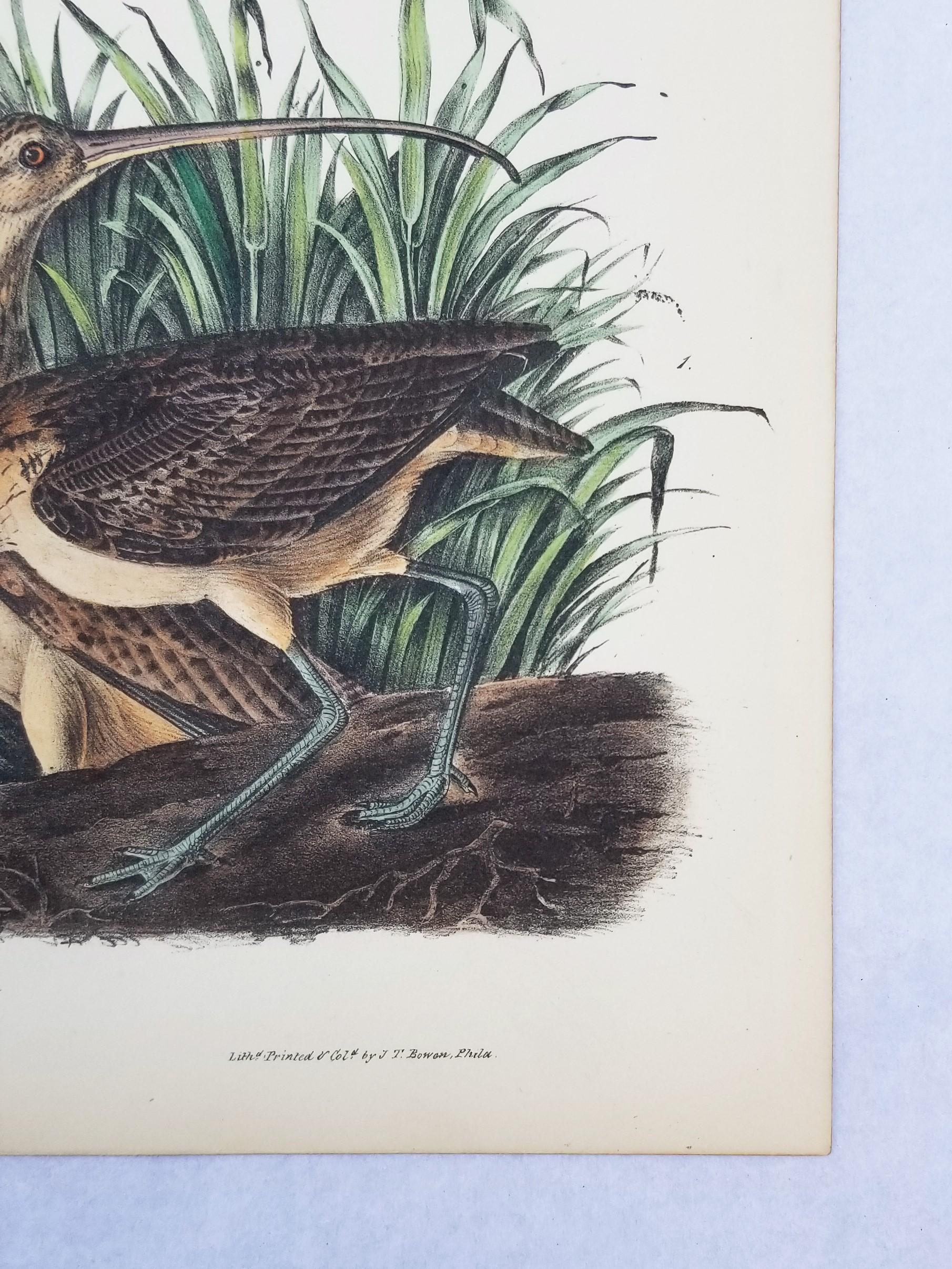 Courlis à long bec (Ville de Charleston) /// Ornithologie Oiseau de John James Audubon en vente 6