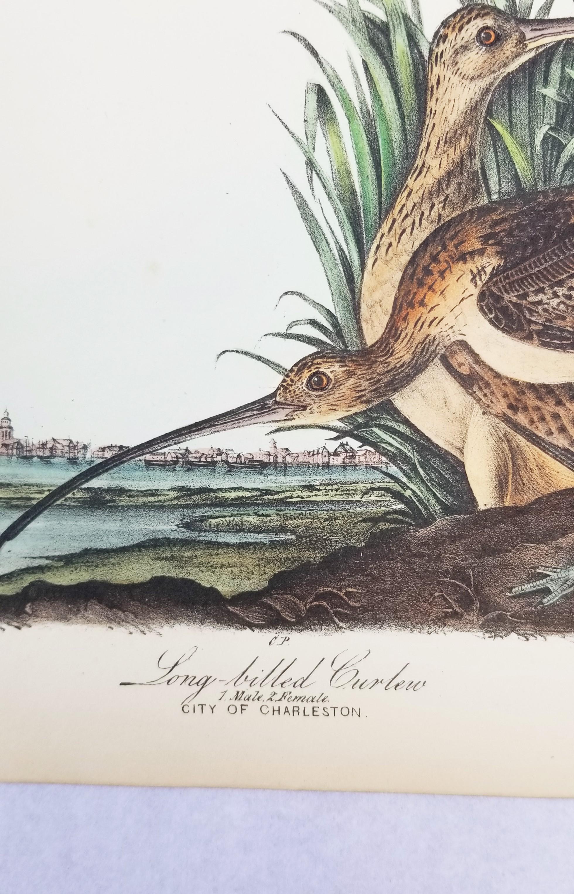 Courlis à long bec (Ville de Charleston) /// Ornithologie Oiseau de John James Audubon en vente 8