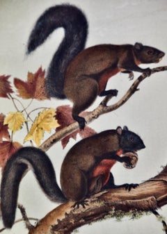Long-Haired Squirrel: Original 19th Century Hand-colored Lithograph by Audubon