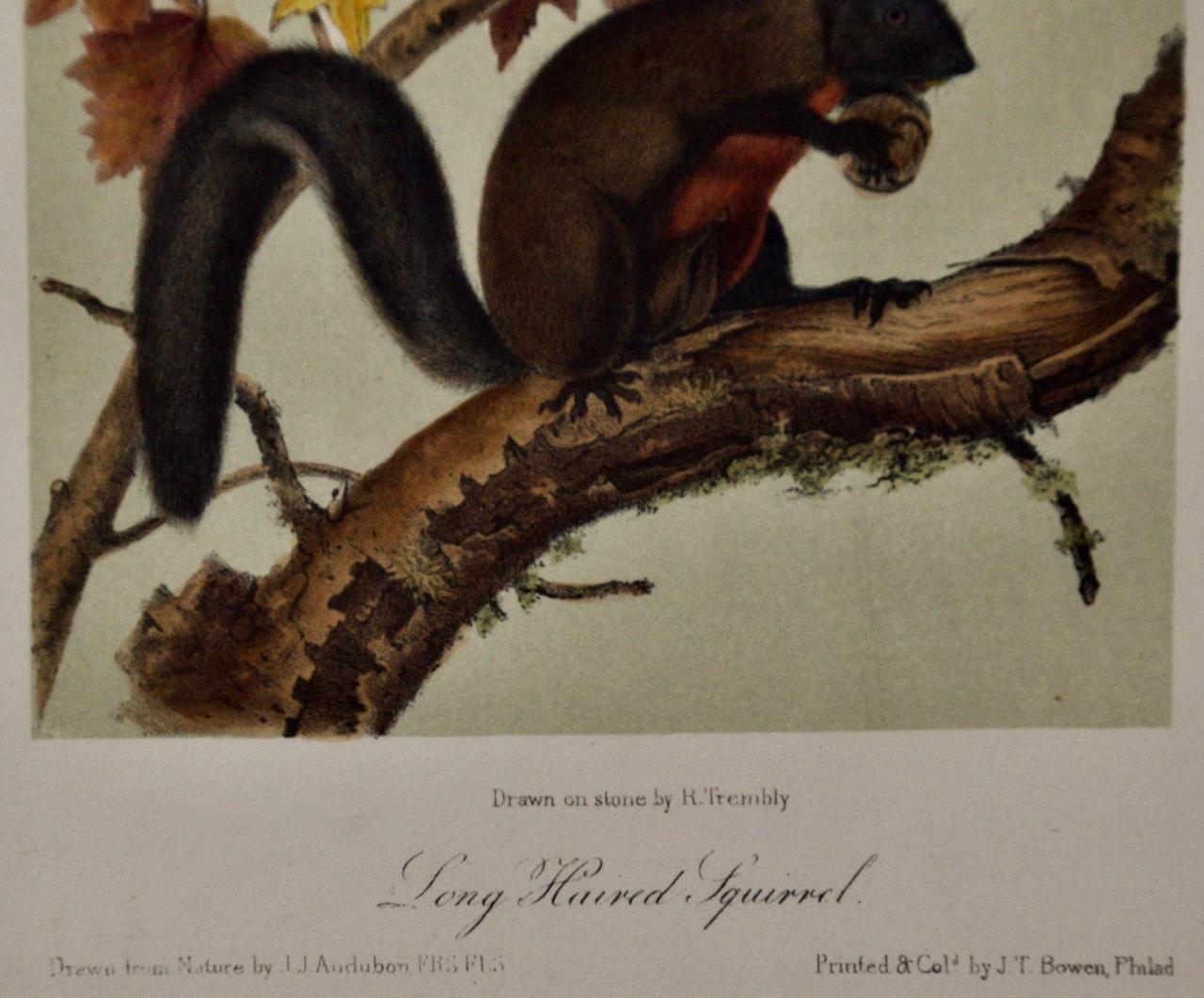 Long-Haired Squirrel: Original 19th Century Hand-colored Lithograph by Audubon - Naturalistic Print by John James Audubon