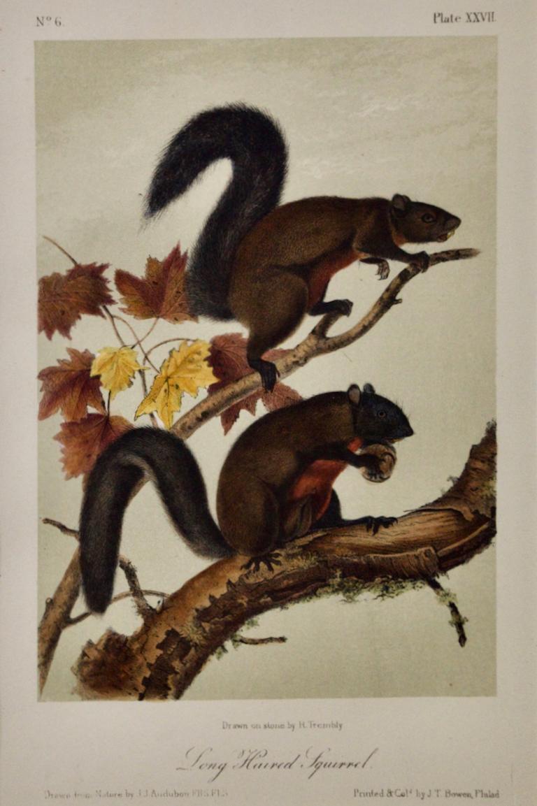 Long-Haired Squirrel: Originale handkolorierte Lithographie eines Eichhörnchens aus dem 19. Jahrhundert von Audubon