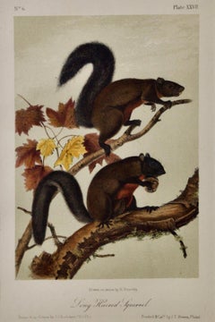 Antique Long-Haired Squirrel: Original 19th Century Hand-colored Lithograph by Audubon