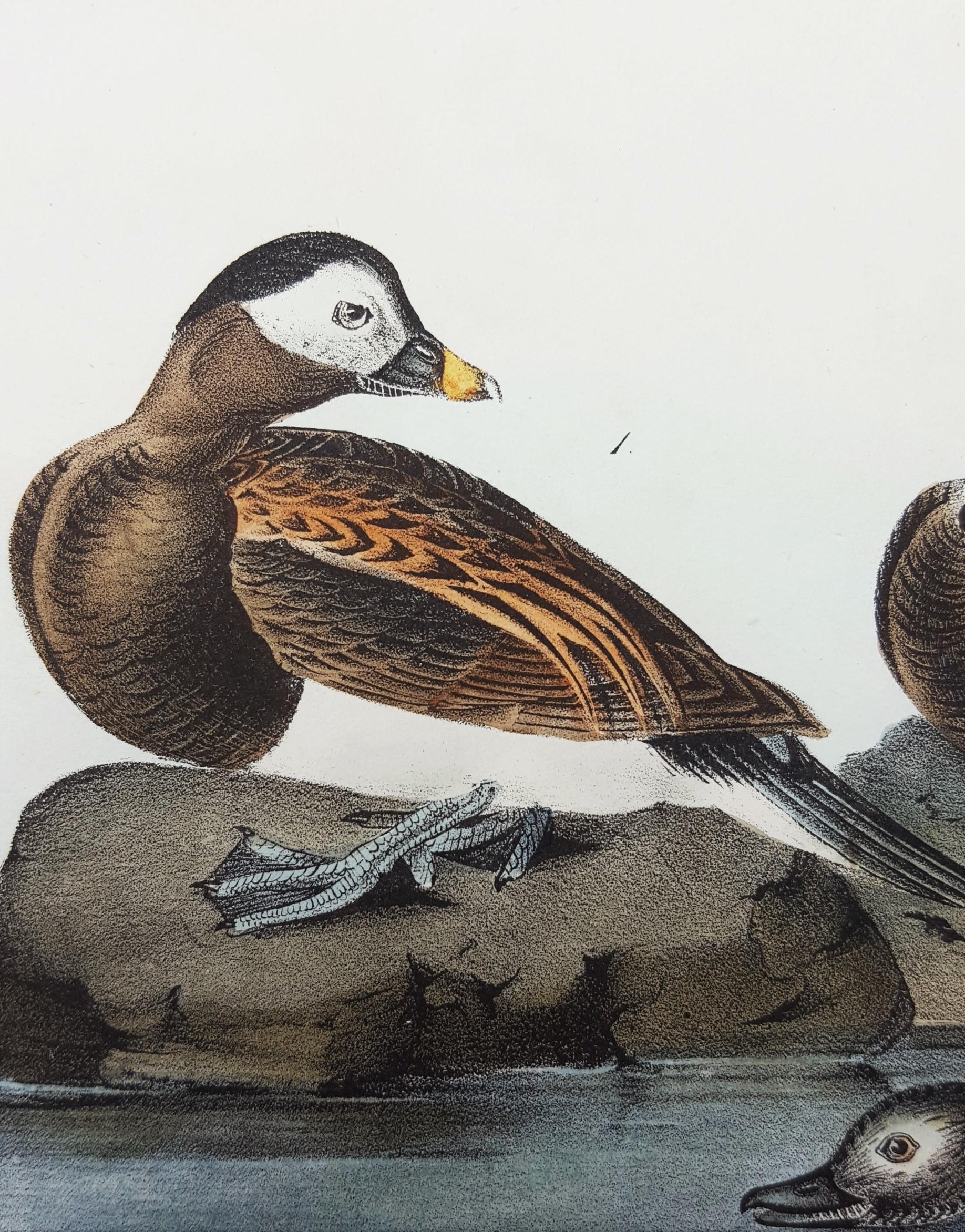 Long-tailed Duck 4