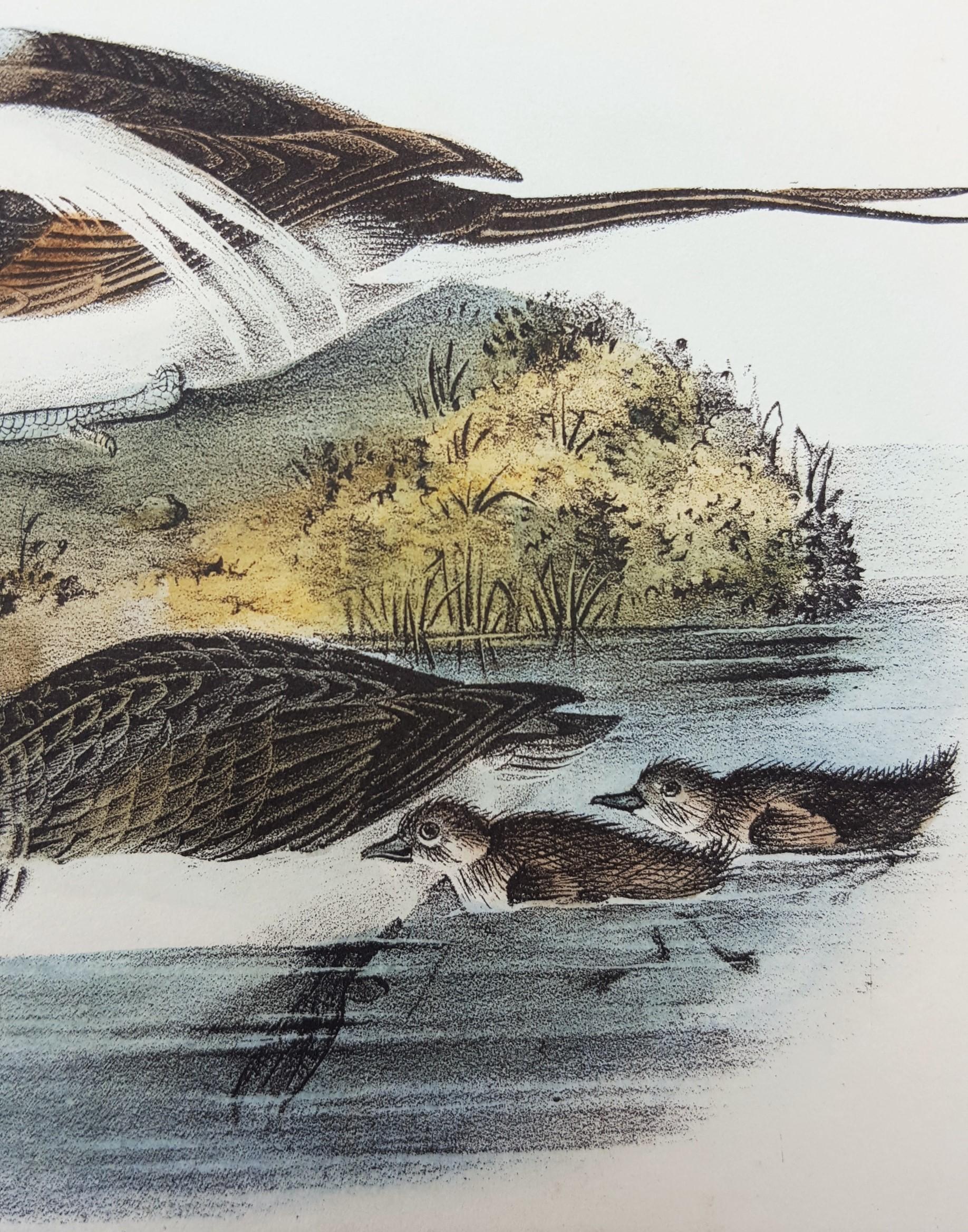 Long-tailed Duck 5