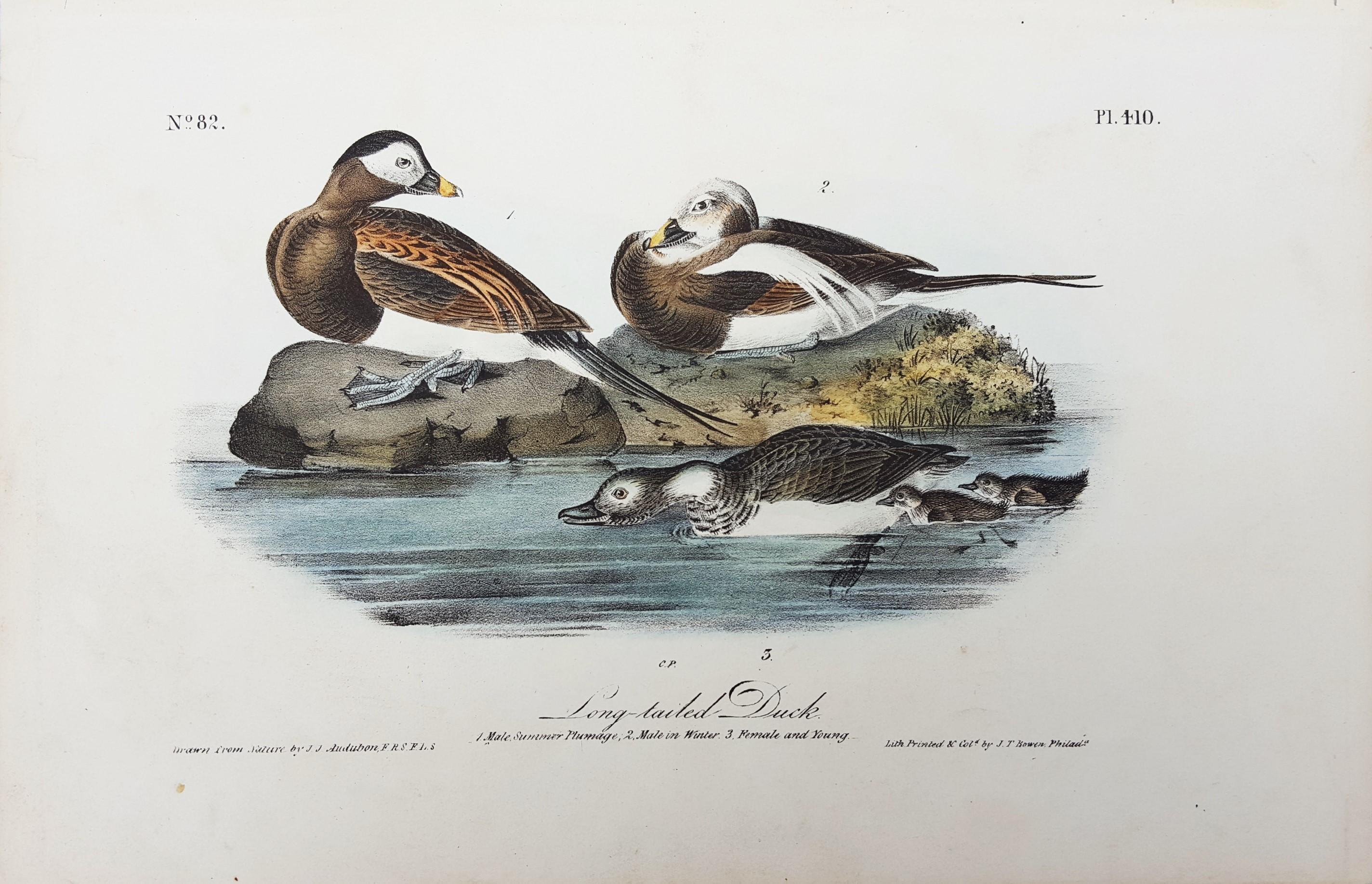 Long-tailed Duck - Print by John James Audubon