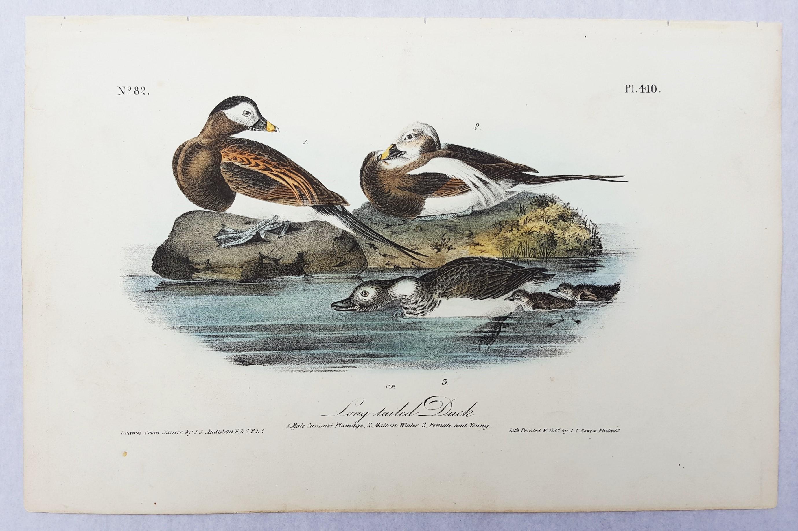 princeton audubon prints
