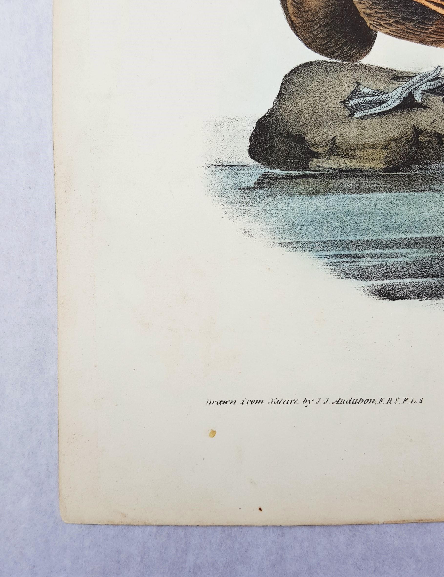 Long-tailed Duck - Victorian Print by John James Audubon