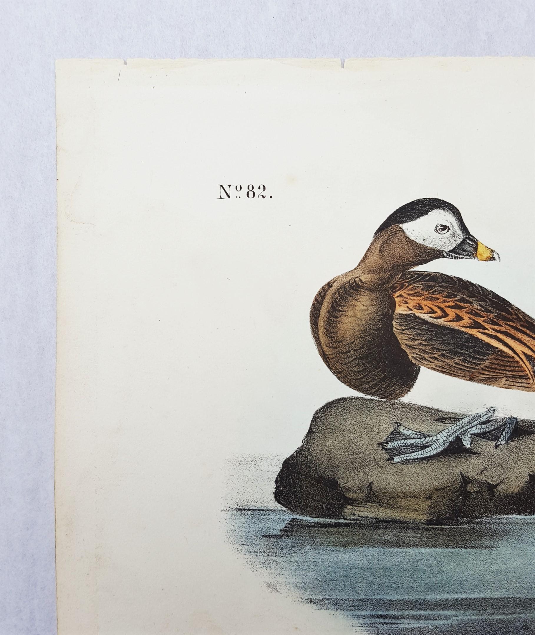 Long-tailed Duck - Gray Animal Print by John James Audubon