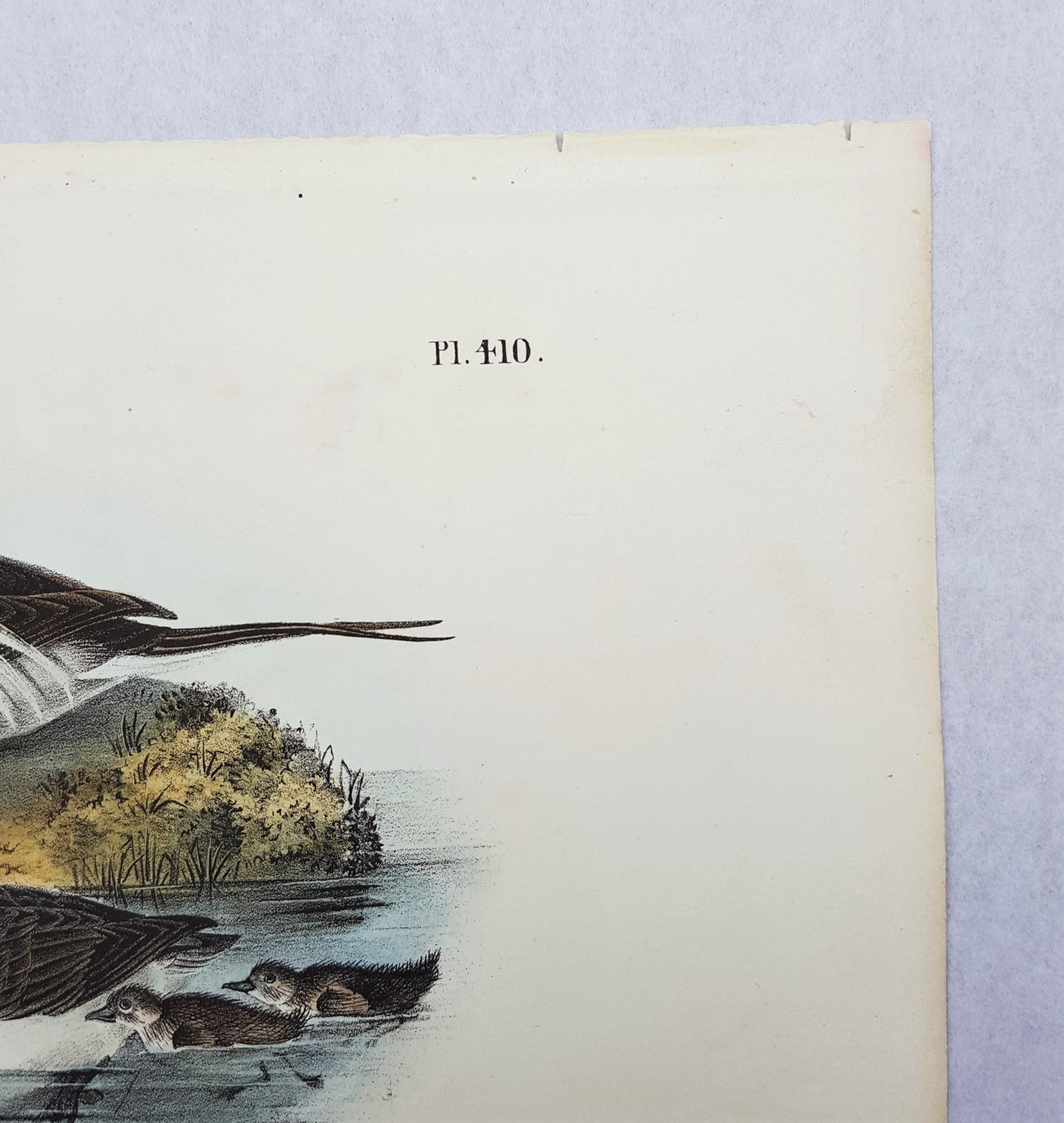 An original hand-colored lithograph on wove paper by American artist John James Audubon (1785-1851) titled 