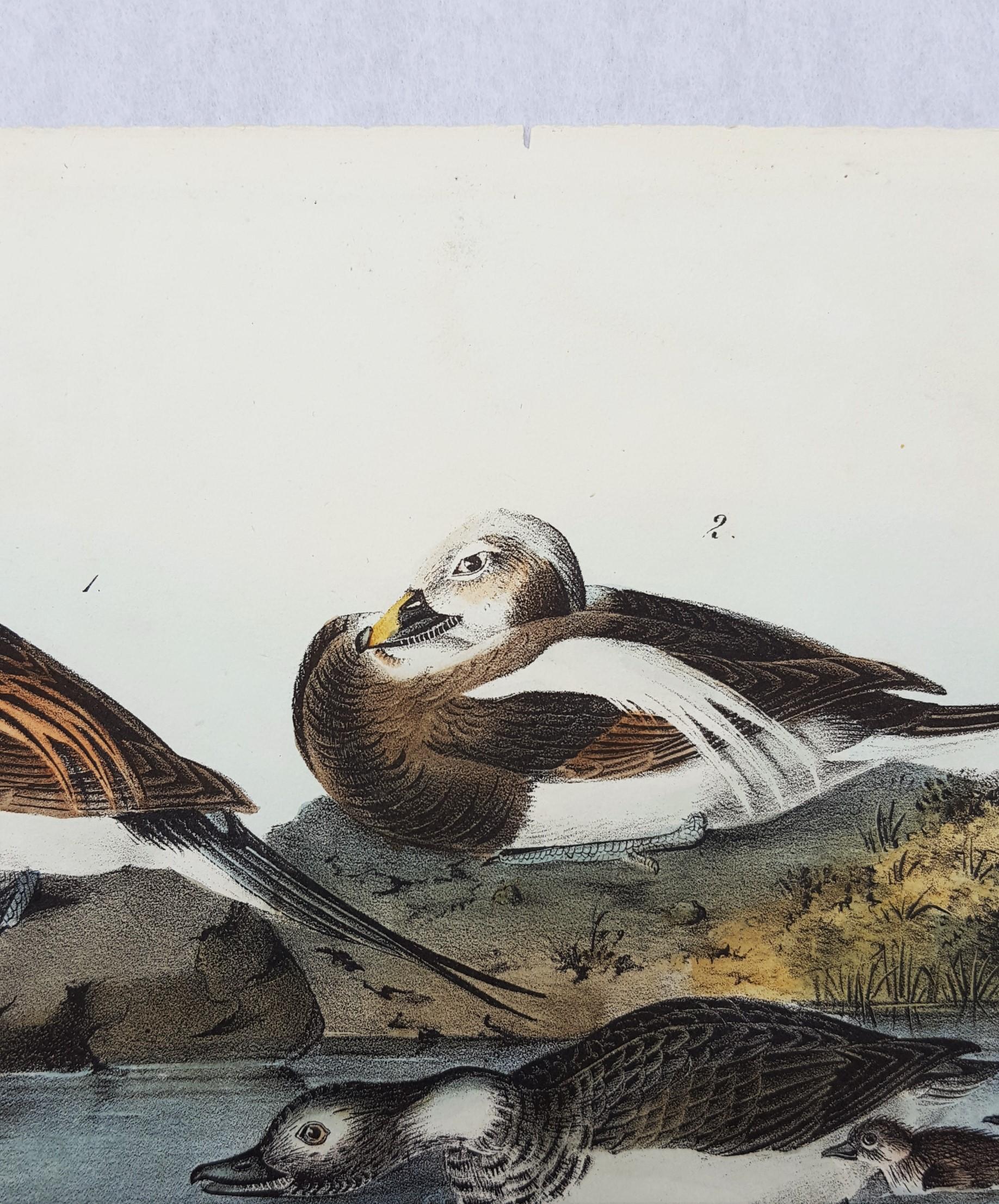 Long-tailed Duck 2